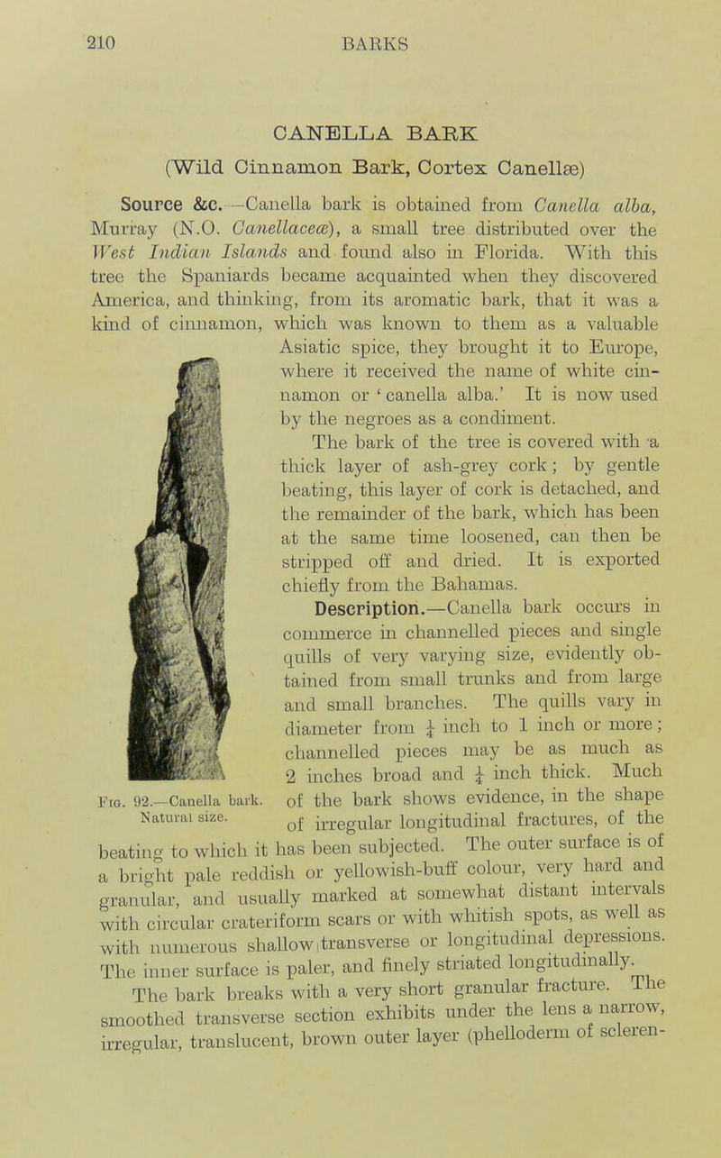 CANELLA BARK (Wild Cinnamon Bark, Cortex Canellse) Source &c. —Canella bark is obtained from Canella alba, Murray (N.O. GanellacecB), a small tree distributed over the West Indian Islands and found also in Florida. With this tree the Spaniards became acquainted when they discovered America, and thinking, from its aromatic bark, that it was a kind of cinnamon, which was known to them as a valuable Asiatic spice, they brought it to Europe, where it received the name of white cin- namon or ' canella alba.' It is now used by the negroes as a condiment. The bark of the tree is covered with a thick layer of ash-grey cork; by gentle beating, this layer of cork is detached, and the remainder of the bark, which has been at the same time loosened, can then be stripped off and dried. It is exported chiefly from the Bahamas. Descpiption.—Canella bark occurs in commerce in channelled pieces and single quills of very varying size, evidently ob- tained from small trunks and from large and small branches. The quills vary in diameter from \ inch to 1 inch or more; channelled pieces may be as much as 2 inches broad and \ inch thick. Much of the bark shows evidence, in the shape of irregular longitudinal fractures, of the beating to which it has been subjected. The outer surface is of a bright pale reddish or yellowish-buff colour, very hard and granular, and usuaUy marked at somewhat distant intervals with circular crateriform scars or with whitish spots, as well as with numerous shallow, trans verse or longitudinal depressions. The inner surface is paler, and finely striated longitudinally^ The bark breaks with a very short granular fracture, ihe smoothed transverse section exhibits under the lens a narrow, irregular, translucent, brown outer layer (phelloderm of scleren- Fig. 02.—Canella bark. Natural size.