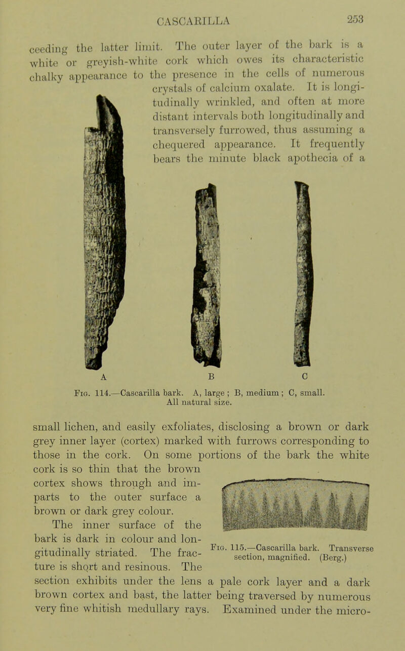 CASCARILLA ceeding the latter limit. The outer layer of the bark is a white or greyish-white cork which owes its characteristic chalky appearance to the presence in the cells of numerous crystals of calcium oxalate. It is longi- tudinally wrinkled, and often at more distant intervals both longitudinally and transversely furrowed, thus assuming a chequered appearance. It frequently bears the minute black apothecia of a A B C Fig. 114.—Cascarilla bark. A, large ; B, medium ; C, small. All natural size. small lichen, and easily exfoliates, disclosing a brown or dark grey inner layer (cortex) marked with furrows corresponding to those in the cork. On some portions of the bark the white cork is so thin that the brown cortex shows through and im- parts to the outer surface a brown or dark grey colour. The inner surface of the bark is dark in colour and lon- gitudinally striated. The frac- ture is short and resinous. The section exhibits under the lens a pale cork layer and a dark brown cortex and bast, the latter being traversed by numerous very fine whitish medullary rays. Examined under the micro- FiG. 115.—Cascai-illa bark. Transverse section, magnified. (Berg.)