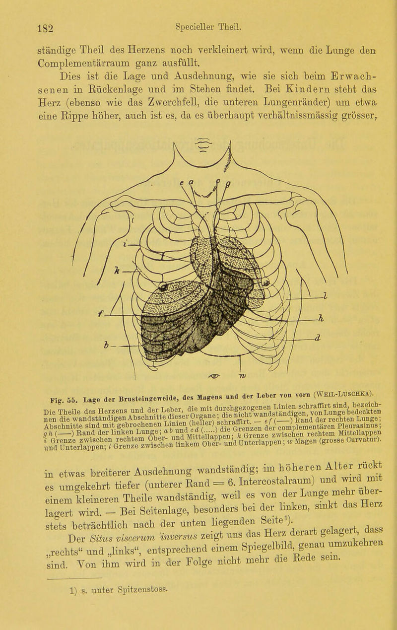 ständige Theil des Herzens noch verkleinert wird, wenn die Lunge den Complementärraum ganz ausfüllt. Dies ist die Lage und Ausdehnung, wie sie sich beim Erwach- senen in Rückenlage und im Stehen findet. Bei Kindern steht das Herz (ebenso wie das Zwerchfell, die unteren Lungenränder) um etwa eine Rippe höher, auch ist es, da es überhaupt verhältnissmässig grösser, / Fig. 55. Lage der Brusteingeweide, des Magens and der Leuer von vorn (Weil-Lüschka) Die Theile des Herzens und der Leber.J^^S^^^^^^^ nen die wandrtänfogenAbs^ der rechten Lunge; »WBffi ^SSsiaMS 2K35SS Iää Magen (gros8e Curvatttr)- in etwas breiterer Ausdehnung wandständig; im höheren ^tärjückt es umgekehrt tiefer (unterer Rand = 6. Intercostalraum) und wird mt einem kleineren Theile wandständig, weil es J».??1^^^ lagert wird. - Bei Seitenlage, besonders bei der linken, sinkt das Herz stets beträchtlich nach der unten liegenden Seite ). Der Situs viscerum inversus zeigt uns das Herz derart g*8^*» „rechts und „links, entsprechend einem Spiegelbild, genau umzukeluen sind. Von ihm wird in der Folge nicht mehr die Rede sein. 1) s. unter Rpitzenstoss.