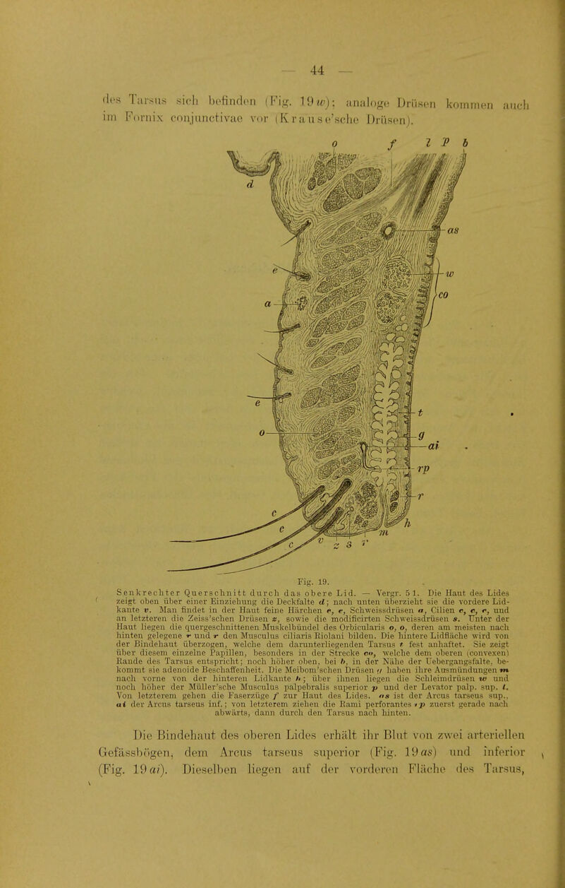 dos Tarsus sich befindon (Fig. 19 w); analoge Drüsen kommen auch im Fornix conjunctivae vor (Krause'scho Drüsen). Fig. 19. Senkrechter Quersclinitt durch das obere Lid. — Vergr. 51. Die Haut des Lides zeigt oben über einer Einziehung die Deckfalte d; nach unten überzieht sie die vordere Lid- kante V. Man findet in der Haut feine Härchen e, e, Schweissdrüsen a, Cilien c, c, r, und an letzteren die Zeiss'schen Drüsen m, sowie die modificirten Sehweissdrüsen *. Unter der Haut liegen die quergeschnittenen Mviskelbündel des Orbicularis o, o, deren am meisten nach hinten gelegene f und r den Musculus ciliaris Riolani bilden. Die hintere Lidfläche wird von der Bindehaut überzogen, welche dem darunterliegenden Tarsus t. fest anhaftet. Sie zeigt über diesem einzelne Papillen, besonders in der Strecke c«, welche dem oberen (convexeu'l Rande des Tarsus entspricht; noch höher oben, bei b, in der Nähe der Uebergangafalte, be- kommt sie adenoide Beschailenheit. Die Meibom'schen Drüsen tf haben ilire Ausmündungen m nach vorne von der hinteren Lidkante /<; über ihnen liegen die Schleimdinisen tv und noch höher der Müller'sche Musculus palpebralis superior p und der Levator palp. sup. I. Von letzterem gehen die Faserzüge / zur Haut des Lides, «s ist der Arcus tarseus sup., ai der Arcus tarseus inf.; von letzterem ziehen die Rami perforantes »p zuerst gerade nach abwärts, dann durch den Tarsus nach hinten. Die Bindehaut des oberen Lides erhält ihr Blut von zwei arteriellen Gefässbögen, dem Arcus tarseus superior (Fig. Idas) und inferior (Fig. 19 a?). Dieselben liegen auf der vorderen Fläche des Tarsus,