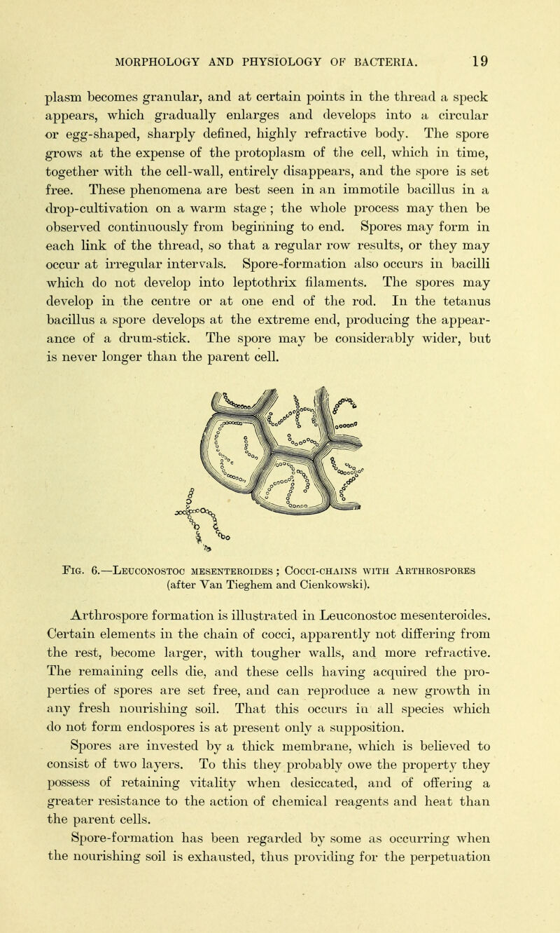 plasm becomes granular, and at certain points in the thread a speck appears, which gradually enlarges and develops into a circular or egg-shaped, sharply denned, highly refractive body. The spore grows at the expense of the protoplasm of the cell, which in time, together with the cell-wall, entirely disappears, and the spore is set free. These phenomena are best seen in an immotile bacillus in a drop-cultivation on a warm stage ; the whole process may then be observed continuously from beginning to end. Spores may form in each link of the thread, so that a regular row results, or they may occur at irregular intervals. Spore-formation also occurs in bacilli which do not develop into leptothrix filaments. The spores may develop in the centre or at one end of the rod. In the tetanus bacillus a spore develops at the extreme end, producing the appear- ance of a drum-stick. The spore may be considerably wider, but is never longer than the parent cell. to Fig. 6.—Leuconostoc mesenteroides ; Cocci-chains with Aethrospores (after Van Tieghem and Cienkowski). Arthrospore formation is illustrated in Leuconostoc mesenteroides. Certain elements in the chain of cocci, apparently not differing from the rest, become larger, with tougher walls, and more refractive. The remaining cells die, and these cells having acquired the pro- perties of spores are set free, and can reproduce a new growth in any fresh nourishing soil. That this occurs in all species which do not form endospores is at present only a supposition. Spores are invested by a thick membrane, which is believed to consist of two layers. To this they probably owe the property they possess of retaining vitality when desiccated, and of offering a greater resistance to the action of chemical reagents and heat than the parent cells. Spore-formation has been regarded by some as occurring when the nourishing soil is exhausted, thus providing for the perpetuation