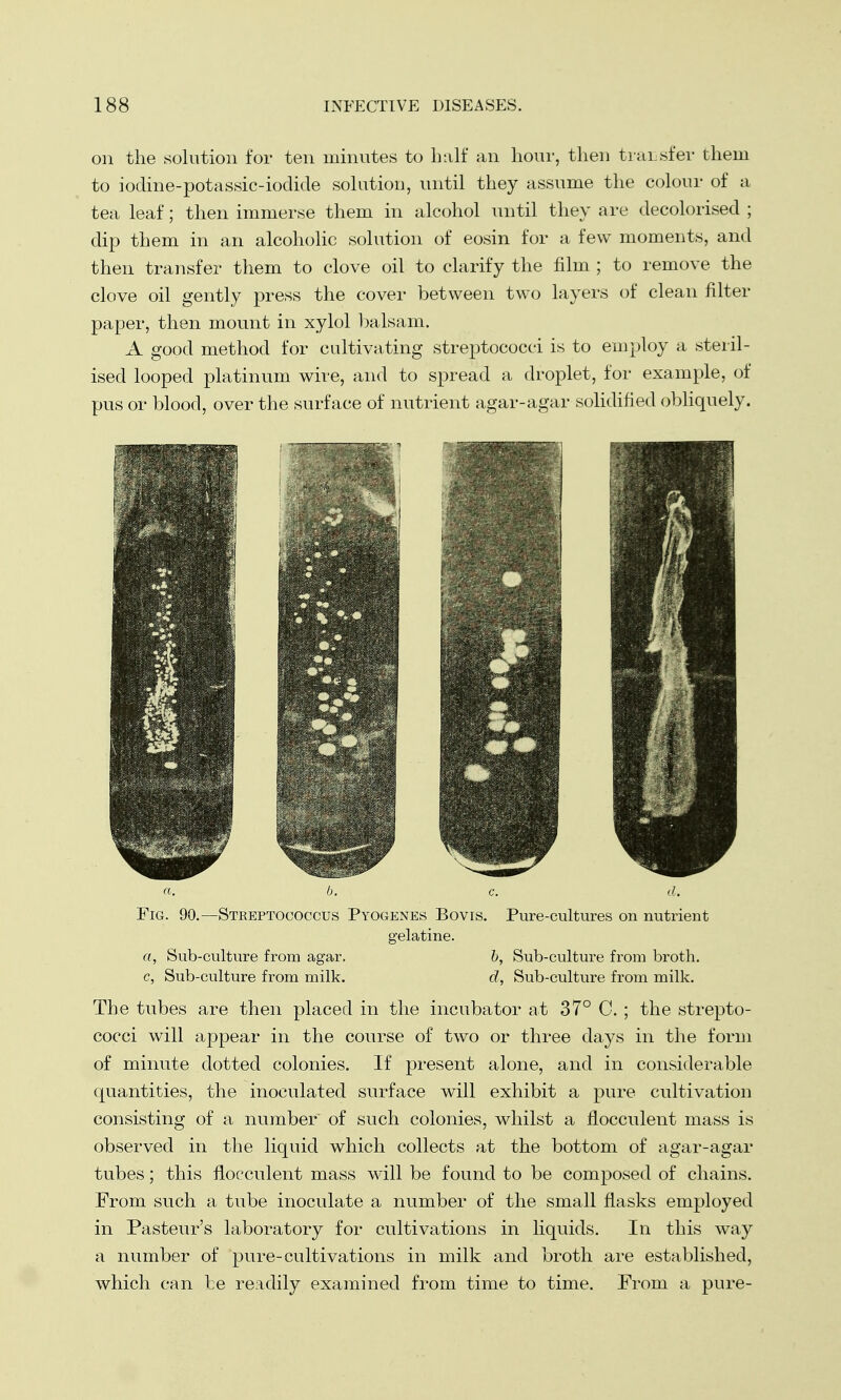 on the solution for ten minutes to half an hour, then transfer them to iodine-potassic-iodide solution, until they assume the colour of a tea leaf; then immerse them in alcohol until they are decolorised ; dip them in an alcoholic solution of eosin for a few moments, and then transfer them to clove oil to clarify the film ; to remove the clove oil gently press the cover between two layers of clean filter paper, then mount in xylol balsam. A good method for cultivating streptococci is to employ a steril- ised looped platinum wire, and to spread a droplet, for example, of pus or blood, over the surface of nutrient agar-agar solidified obliquely. b. c. J. Fig. 90.—Streptococcus Pyogenes Bovis. Pure-cultures on nutrient gelatine. a, Sub-culture from agar. b, Sub-culture from broth. c, Sub-culture from milk. d, Sub-culture from milk. The tubes are then placed in the incubator at 37° C. ; the strepto- cocci will appear in the course of two or three days in the form of minute dotted colonies. If present alone, and in considerable quantities, the inoculated surface will exhibit a pure cultivation consisting of a number of such colonies, whilst a flocculent mass is observed in the liquid which collects at the bottom of agar-agar tubes; this flocculent mass will be found to be composed of chains. From such a tube inoculate a number of the small flasks employed in Pasteur's laboratory for cultivations in liquids. In this way a number of pure-cultivations in milk and broth are established, which can be readily examined from time to time. From a pure-