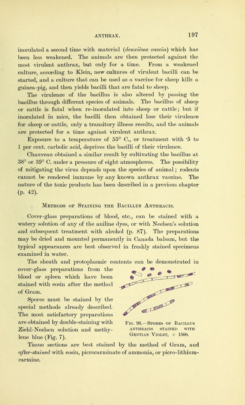 inoculated a second time with material (deuxieme vaccin) which has been less weakened. The animals are then protected against the most virulent anthrax, but only for a time. From a weakened culture, according to Klein, new cultures of virulent bacilli can be started, and a culture that can be used as a vaccine for sheep kills a guinea-pig, and then yields bacilli that are fatal to sheep. The virulence of the bacillus is also altered by passing the bacillus through different species of animals. The bacillus of sheep or cattle is fatal when re-inoculated into sheep or cattle; but if inoculated in mice, the bacilli then obtained lose their virulence for sheep or cattle, only a transitory illness results, and the animals are protected for a time against virulent anthrax. Exposure to a temperature of 55° C, or treatment with '5 to 1 per cent, carbolic acid, deprives the bacilli of their virulence. Chauveau obtained a similar result by cultivating the bacillus at 38° or 39° C. under a pressure of eight atmospheres. The possibility of mitigating the virus depends upon the species of animal; rodents cannot be rendered immune by any known anthrax vaccine. The nature of the toxic products has been described in a previous chapter (P- 42). Methods of Staining the Bacillus Anthracis. Cover-glass preparations of blood, etc., can be stained with a watery solution of any of the aniline dyes, or with Neelsen's solution and subsequent treatment with alcohol (p. 87). The preparations may be dried and mounted permanently in Canada balsam, but the typical appearances are best observed in freshly stained specimens examined in water. The sheath and protoplasmic contents can be demonstrated in cover-glass preparations from the blood or spleen which have been stained with eosin after the method of Gram. Spores must be stained by the special methods already described. The most satisfactory preparations are obtained by double-staining with Fig. 98.—Spores of Bacillus Ziehl-Neelsen solution and methy- anthracis stained with lene blue (Fig. 7). Gentian Violet' x 150a Tissue sections are best stained by the method of Gram, and afte?'-stai?iecl with eosin, picrocarminate of ammonia, or picro-lithium- carmine.