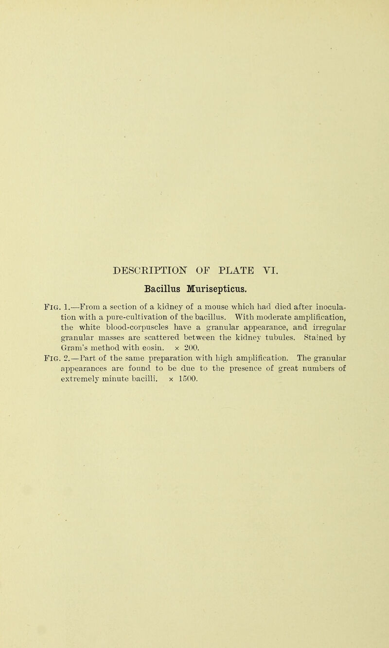 DESCRIPTION OF PLATE VI. Bacillus Murisepticus. Fig. 1.—From a section of a kidney of a mouse which had died after inocula- tion with a pure-cultivation of the bacillus. With moderate amplification, the white blood-corpuscles have a granular appearance, and irregular granular masses are scattered between the kidney tubules. Stained by Gram's method with eosin. x 200. FIG. 2.—Part of the same preparation with high amplification. The granular appearances are found to be due to the presence of great numbers of