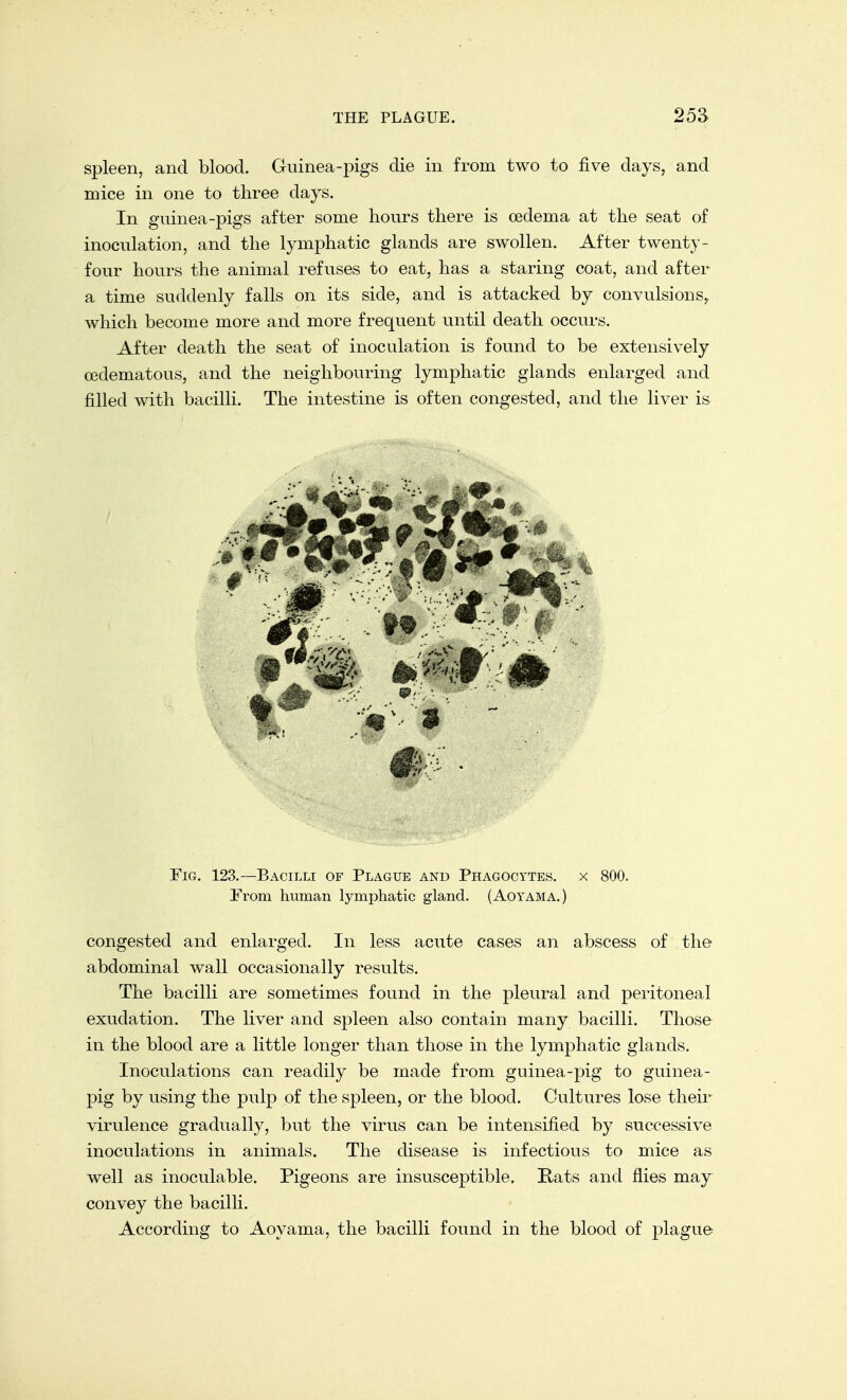 spleen, and blood. Guinea-pigs die in from two to five days, and mice in one to three days. In guinea-pigs after some hours there is oedema at the seat of inoculation, and the lymphatic glands are swollen. After twenty - four hours the animal refuses to eat, has a staring coat, and after a time suddenly falls on its side, and is attacked by convulsions, which become more and more frequent until death occurs. After death the seat of inoculation is found to be extensively oedematous, and the neighbouring lymphatic glands enlarged and filled with bacilli. The intestine is often congested, and the liver is Fig. 123.—Bacilli of Plague and Phagocytes, x 800. Prom human lymphatic gland. (Aoyama.) congested and enlarged. In less acute cases an abscess of the abdominal wall occasionally results. The bacilli are sometimes found in the pleural and peritoneal exudation. The liver and spleen also contain many bacilli. Those in the blood are a little longer than those in the lymphatic glands. Inoculations can readily be made from guinea-pig to guinea- pig by using the pulp of the spleen, or the blood. Cultures lose their virulence gradually, but the virus can be intensified by successive inoculations in animals. The disease is infectious to mice as well as inoculable. Pigeons are insusceptible. Rats and flies may convey the bacilli. According to Aoyama, the bacilli found in the blood of plague