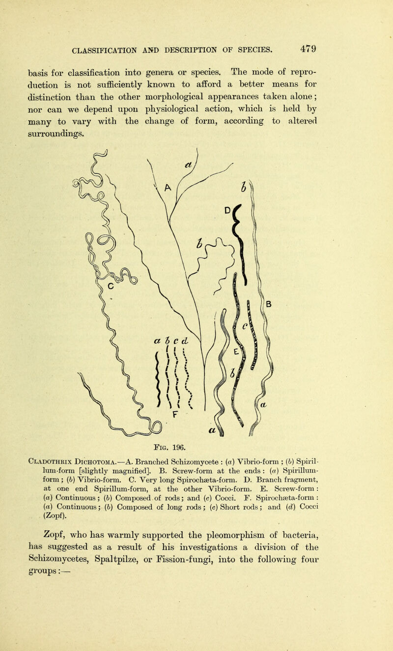 basis for classification into genera or species. The mode of repro- duction is not sufficiently known to afford a better means for distinction than the other morphological appearances taken alone; nor can we depend upon physiological action, which is held by many to vary with the change of form, according to altered surroundings. Fig. 196. Cladothrix Dichotoma.—A. Branched Schizomycete : {a) Vibrio-form ; (6) Spiril- lum-form [slightly magnified]. B. Screw-form at the ends : (a) Spirillum- form ; (6) Vibrio-form. C. Very long Spirochseta-form. D. Branch fragment, at one end Spirillum-form, at the other Vibrio-form. E. Screw-form: (a) Continuous; (b) Composed of rods; and (c) Cocci. I\ Spirochaeta-form : («) Continuous; (6) Composed of long rods; (c) Short rods; and {d) Cocci (Zopf). Zopf, who has warmly supported the pleomorphism of bacteria, has suggested as a result of his investigations a division of the Schizomycetes, Spaltpilze, or Fission-fungi, into the following four groups:—