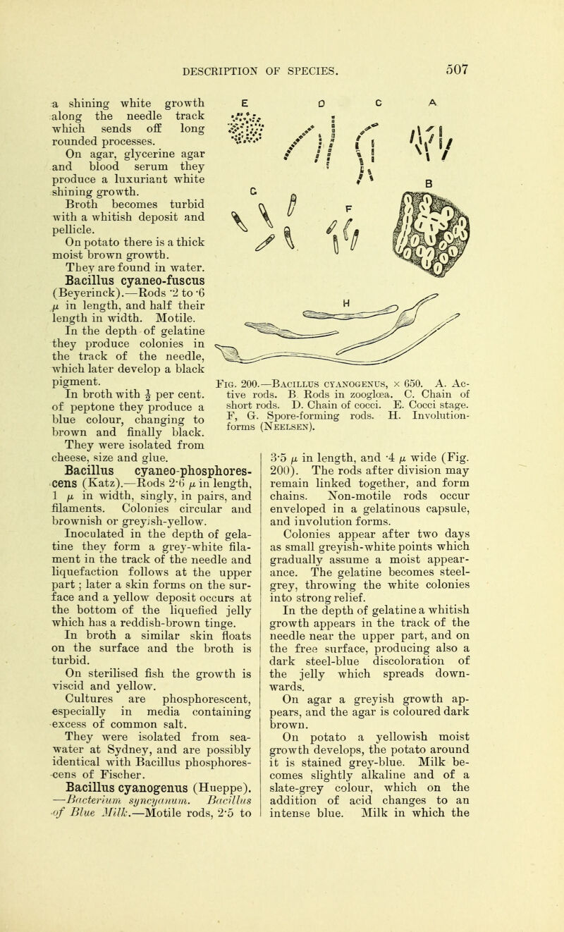 a shining white growth along the needle track which sends off long rounded processes. On agar, glycerine agar and blood serum they produce a luxuriant white shining growth. Broth becomes turbid with a whitish deposit and pellicle. On potato there is a thick moist brown growth. They are found in water. Bacillus cyaneo-fuscus (Beyerinck).—Rods 2 to *6 fx in length, and half their length in width. Motile. In the depth of gelatine they produce colonies in the track of the needle, which later develop a black pigment. In broth with \ per cent, of peptone they produce a blue colour, changing to brown and finally black. They were isolated from cheese, size and glue. Bacillus cyaneo-phosphores- cens (Katz).—Rods 2*6 p in length, 1 \i in width, singly, in pairs, and filaments. Colonies circular and brownish or greyjsh-yellow. Inoculated in the depth of gela- tine they form a grey-white fila- ment in the track of the needle and liquefaction follows at the upper part ; later a skin forms on the sur- face and a yellow deposit occurs at the bottom of the liquefied jelly which has a reddish-brown tinge. In broth a similar skin floats on the surface and the broth is turbid. On sterilised fish the growth is viscid and yellow. Cultures are phosphorescent, especially in media containing excess of common salt. They were isolated from sea- water at Sydney, and are possibly identical with Bacillus phosphores- cens of Fischer. Bacillus cyanogeniis (Hueppe). —Bacterium syncyanum. Bacillus ■of Blue Milk.—Motile rods, 2'5 to Fig. 200.—Bacillus cyanogenus, x 650. A. Ac- tive rods. B Rods in zoogioea. C. Chain of short rods. D. Chain of cocci. E. Cocci stage. F, G-. Spore-forming rods. H. Involution- forms (Neelsex). 3-5 fi in length, and -4 \i wide (Fig. 200). The rods after division may remain linked together, and form chains. Xon-motile rods occur enveloped in a gelatinous capsule, and involution forms. Colonies appear after two days as small greyish-white points which gradually assume a moist appear- ance. The gelatine becomes steel- grey, throwing the white colonies into strong relief. In the depth of gelatine a whitish growth appears in the track of the needle near the upper part, and on the free surface, producing also a dark steel-blue discoloration of the jelly which spreads down- wards. On agar a greyish growth ap- pears, and the agar is coloured dark brown. On potato a yellowish moist growth develops, the potato around it is stained grey-blue. Milk be- comes slightly alkaline and of a slate-grey colour, which on the addition of acid changes to an intense blue. Milk in which the