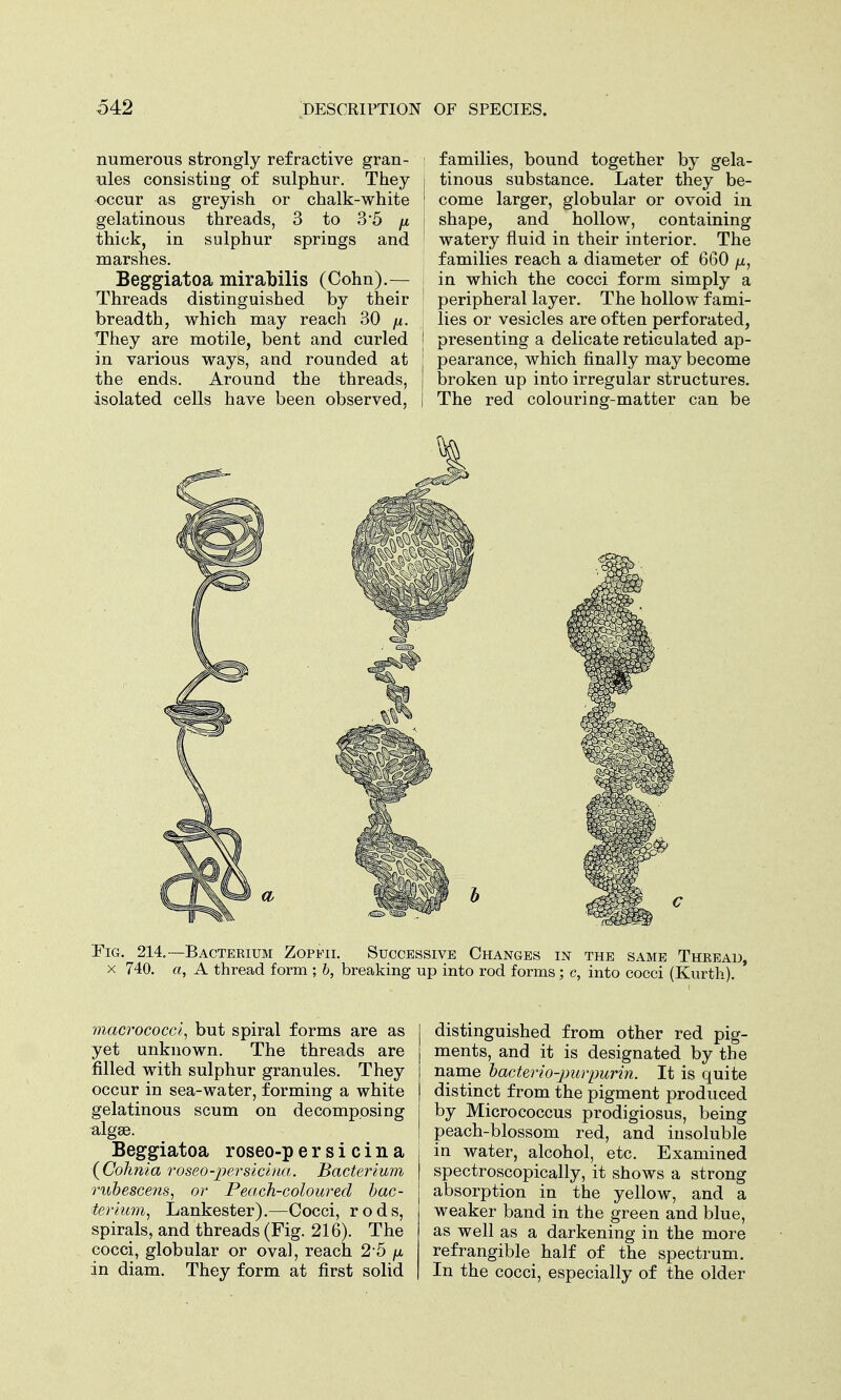 numerous strongly refractive gran- ules consisting of sulphur. They occur as greyish or chalk-white gelatinous threads, 3 to 3*5 fi thick, in sulphur springs and marshes. Beggiatoa mirabilis (Cohn).— Threads distinguished by their breadth, which may reach 30 /*. They are motile, bent and curled in various ways, and rounded at the ends. Around the threads, isolated cells have been observed, families, bound together by gela- I tinous substance. Later they be- 1 come larger, globular or ovoid in i shape, and hollow, containing watery fluid in their interior. The families reach a diameter of 660 /jl, in which the cocci form simply a peripheral layer. The hollow fami- lies or vesicles are often perforated, j presenting a delicate reticulated ap- j pearance, which finally may become I broken up into irregular structures. The red colouring-matter can be Pig. 214.—Bactekium Zopfii. Successive Changes in the same Thread, x 740. a, A thread form ; b, breaking up into rod forms; c, into cocci (Kurth). macrococci, but spiral forms are as yet unknown. The threads are filled with sulphur granules. They occur in sea-water, forming a white gelatinous scum on decomposing algae. Beggiatoa roseo-persicina (Cohnia roseo-persicina. Bacterium rubescens, or Peach-coloured bac- terium, Lankester).—Cocci, rods, spirals, and threads (Fig. 216). The cocci, globular or oval, reach 2 5 /x in diam. They form at first solid distinguished from other red pig- ments, and it is designated by the name bacterio-pmpurin. It is quite distinct from the pigment produced by Micrococcus prodigiosus, being peach-blossom red, and insoluble in water, alcohol, etc. Examined spectroscopically, it shows a strong absorption in the yellow, and a weaker band in the green and blue, as well as a darkening in the more refrangible half of the spectrum. In the cocci, especially of the older