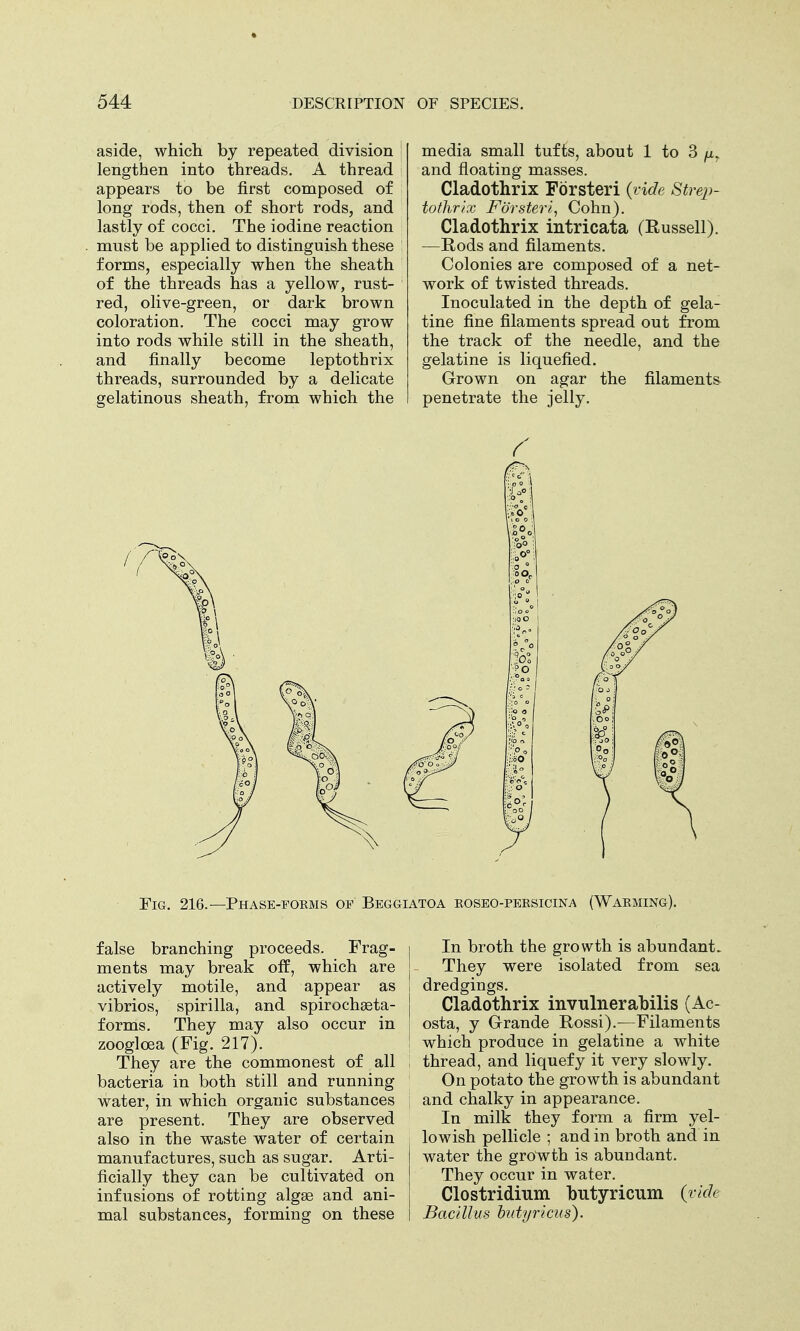 aside, which by repeated division lengthen into threads. A thread appears to be first composed of long rods, then of short rods, and lastly of cocci. The iodine reaction must be applied to distinguish these forms, especially when the sheath of the threads has a yellow, rust- red, olive-green, or dark brown coloration. The cocci may grow into rods while still in the sheath, and finally become leptothrix threads, surrounded by a delicate gelatinous sheath, from which the media small tufts, about 1 to 3 jx7 and floating masses. Cladothrix Fdrsteri {vide Strep- tothrix Fdrsteri, Cohn). Cladothrix intricata (Russell). —Rods and filaments. Colonies are composed of a net- work of twisted threads. Inoculated in the depth of gela- tine fine filaments spread out from the track of the needle, and the gelatine is liquefied. Grown on agar the filaments penetrate the jelly. Fig. 216.—Phase-forms of Beggiatoa roseo-persicina (Warming). false branching proceeds. Frag- ments may break off, which are actively motile, and appear as vibrios, spirilla, and spirochasta- forms. They may also occur in zoogloea (Fig. 217). They are the commonest of all bacteria in both still and running water, in which organic substances are present. They are observed also in the waste water of certain manufactures, such as sugar. Arti- ficially they can be cultivated on infusions of rotting algae and ani- mal substances, forming on these In broth the growth is abundant. They were isolated from sea dredgings. Cladothrix invulnerabilis (Ac- osta, y Grande Rossi).—Filaments which produce in gelatine a white thread, and liquefy it very slowly. On potato the growth is abundant and chalky in appearance. In milk they form a firm yel- lowish pellicle ; and in broth and in water the growth is abundant. They occur in water. Clostridium butyricum (vide Bacillus hityricus).