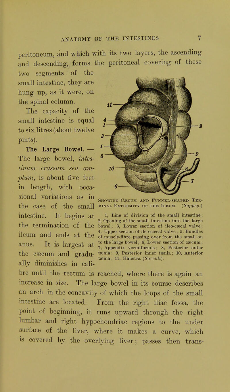 peritoneum, and which with its two layers, the ascending and descending, forms the peritoneal covering of these two segments of the small intestine, they are hung up, as it were, on the spinal column. The capacity of the small intestine is equal to six litres (about twelve pints). The Large Bowel. — The large bowel, intes- tinum crassum seu am- plum, is about five feet in length, with occa- sional variations as in _ ^ ^ „ Showing Caecum and Funnel-shaped Ter- the case of the small minal extremity of the ileum. {Sappey.) intestine. It begins at l- division of tlie small intestine; . . 2, Opening of the small intestine into the large the termination of the bowel; 3, Lower section of ileo-caecal valve; • 1 -J J + +u Upper section of ileo-caecal valve; 5, Bundles Ileum and ends at tne of muscle-fibre passing over from the small on anus. It is largest at tot^e large bowel; 6, Lower section of caecum; o 7, Appendix vermiformis; 8, Posterior outer the caecum and gradu- t^^^ia; 9, Posterior inner taenia; 10, Anterior ° taenia; 11, Haustra {Sacmli). ally diminishes in cali- bre until the rectum is reached, where there is again an increase in size. The large bowel in its course describes an arch in the concavity of which the loops of the small intestine are located. From the right iliac fossa, the point of beginning, it runs upward through the right lumbar and right hypochondriac regions to the under surface of the liver, where it makes a curve, which IS covered by the overlying liver; passes then trans-