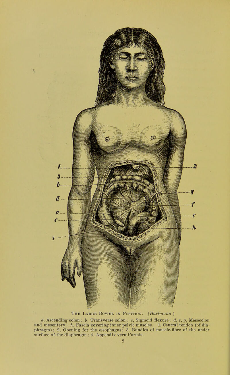 The Large Bowel in Position. (Hartmann ) a, Ascending colon; &, Transverse colon; c, Sigmoid flexure; cf, e, gr, Mesocolon and mesentery; h. Fascia covering inner pelvic muscles. 1, Central tendon (of dia- phragm) ; 2, Opening for the ujsophagus; 3, Bundles of muscle-libre of the under surface of the diaphragm ; 4, Appendix vermiformis.