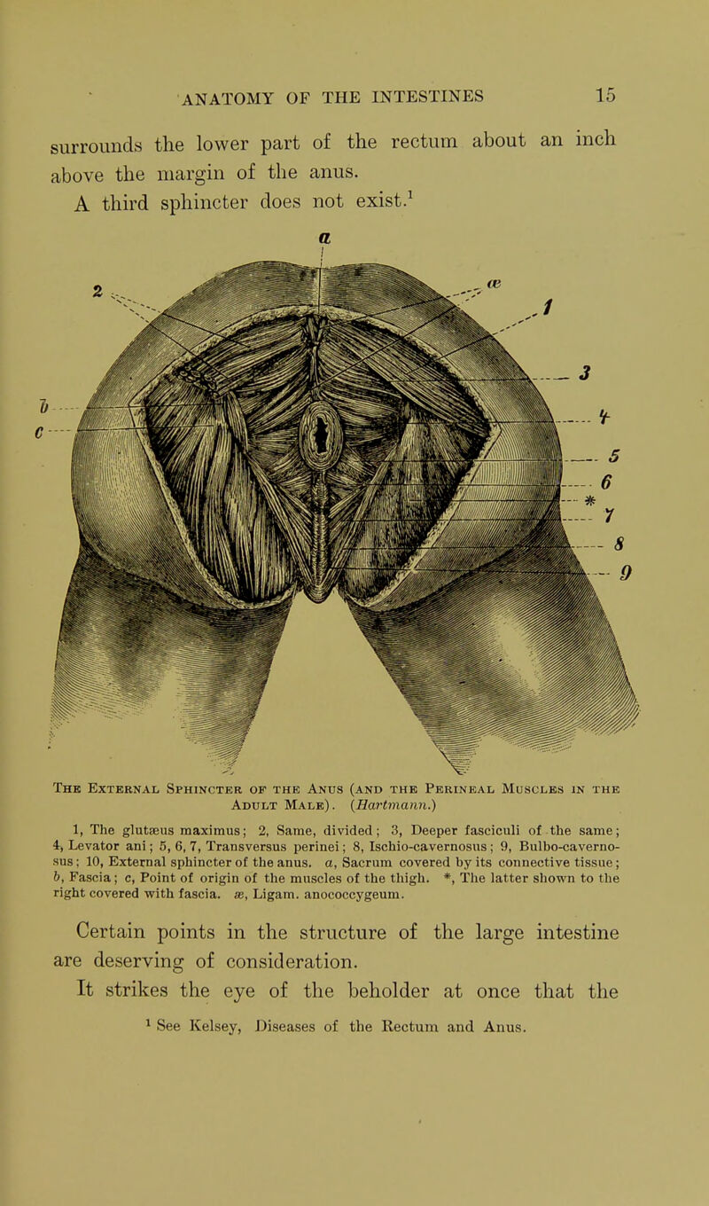 surrounds the lower part of the rectum about an inch above the margin of the anus. A third sphincter does not exist.^ a The External Sphincter of the Anus (and the Perineal Muscles in the Adult Male). {Hartmann.) 1, The glutaeus maximus; 2, Same, divided; 3, Deeper fasciculi of the same; 4, Levator ani; 5, 6, 7, Transversus perinei; 8, Ischio-cavernosus ; 9, Bulbo-caverno- sus; 10, External sphincter of the anus, a, Sacrum covered by its connective tissue; h, Fascia; c. Point of origin of the muscles of the thigh. *, The latter shown to the right covered with fascia, m, Ligam. anococcygeum. Certain points in the structure of the large intestine are deserving of consideration. It strikes the eye of the beholder at once that the ^ See Kelsey, Diseases of the Rectum and Anus.