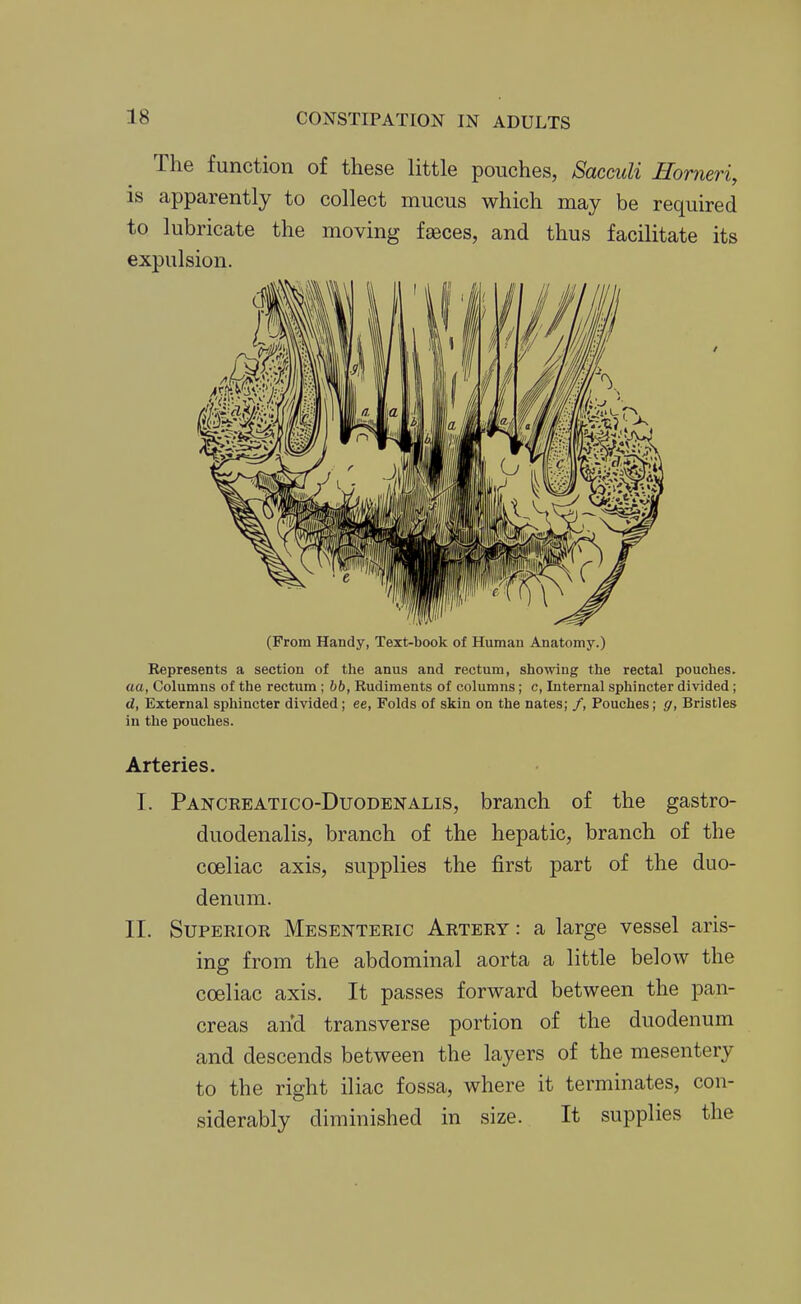 The function of these little pouches, Sacculi Homeric is apparently to collect mucus which may be required to lubricate the moving faeces, and thus facilitate its expulsion. (From Handy, Text-book of Human Anatomy.) Represents a section of the anus and rectum, showing the rectal pouches. aa, Columns of the rectum ; bb, Rudiments of columns; c. Internal sphincter divided; d, External sphincter divided; ee, Folds of skin on the nates; /, Pouches; g, Bristles in the pouches. Arteries. I. Pancreatico-Duodenalis, branch of the gastro- duodenalis, branch of the hepatic, branch of the cceliac axis, supplies the first part of the duo- denum. II. Superior Mesenteric Artery : a large vessel aris- ing from the abdominal aorta a little below the cceliac axis. It passes forward between the pan- creas and transverse portion of the duodenum and descends between the layers of the mesentery to the right iliac fossa, where it terminates, con- siderably diminished in size. It supplies the