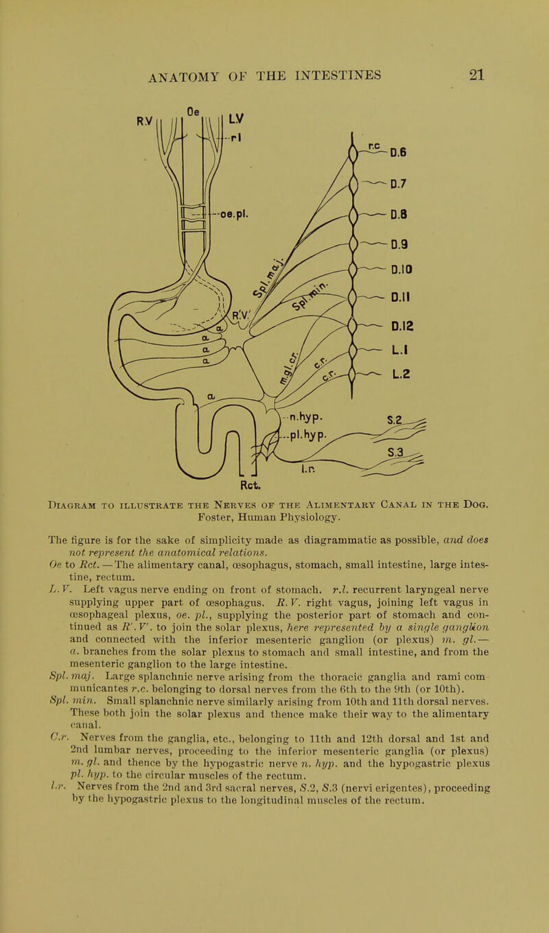 Ret. Diagram to illustrate the Nerves of the Alimentary Canal in the Dog. Foster, Human Physiology. The figure is for the sake of simplicity made as diagrammatic as possible, aiid does not represent the anatomical relations. Oe to Ret. —The alimentary canal, oesophagus, stomach, small intestine, large intes- tine, rectum. L. V. Left vagus nerve ending on front of stomach, r.l. recurrent laryngeal nerve supplying upper part of oesophagus. R. V. right vagus, joining left vagus in ojsophageal plexus, oe. pi., supplying the posterior part of stomach and con- tinued as R'.V. to join the solar plexus, here represented by a sinc/le c/anglion and connected with the inferior mesenteric ganglion (or plexus) m. gl.— a. branches from the solar plexus to stomach and small intestine, and from the mesenteric ganglion to the large intestine. Spl. maj. Large splanchnic nerve arising from the thoracic ganglia and rami com municantes r.c. belonging to dorsal nerves from the (ith to the {)th (or 10th). Spl. mill. Small splanchnic nerve similarly arising from 10th and 11th dorsal nerves. These both join the solar plexus and thence make their way to the alimentary canal. C.r. Nerves from the ganglia, etc., belonging to 11th and 12th dorsal and 1st and 2nd lumbar nerves, proceeding to the inferior mesenteric ganglia (or plexus) m. gl. and thence by the hypogastric nerve n. hyp. and the hypogastric plexus pi. hyp. to the circular muscles of the rectum. l.r. Nerves from the 2nd and 3rd sacral nerves, S.2, S.3 (nervi erigentes), proceeding by the hypogastric plexus to the longitudinal muscles of the rectum.