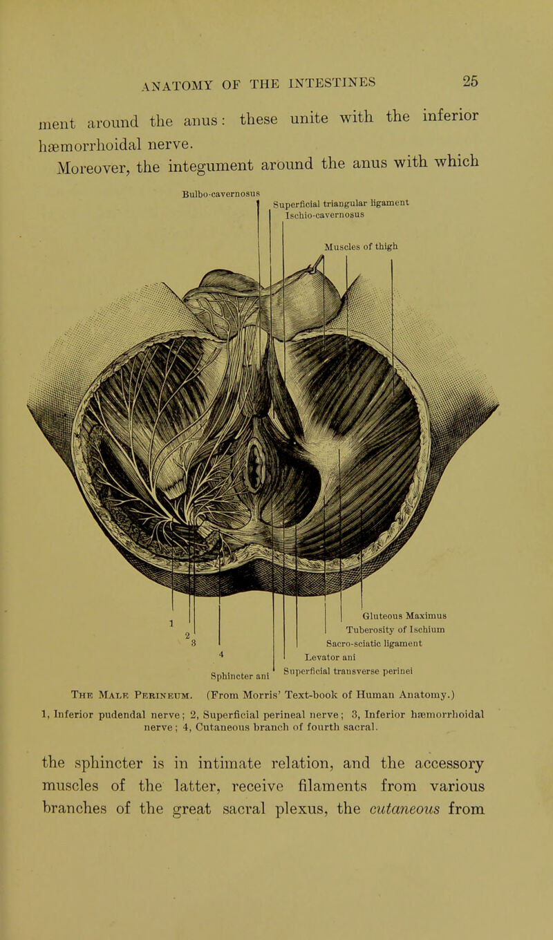 meiit around the anus: these unite with the inferior haemorrhoidal nerve. Moreover, the integument around the anus with which Bulbo-cavernosus Superficial triangular ligament Ischio-cavernosus Gluteous Maximus Tuberosity of Ischium Sacro-sciatic ligament Levator ani a 1. • Snnerficial transverse perinei Spnincter am ' ' The Malf. Perineum. (From Morri.s' Text-book of Human Anatomy.) 1, Inferior pudendal nerve; 2, Superficial perine<al nerve; 3, Inferior hiBmorrlioidal nerve; 4, Cutaneous branch of fourth sacral. the sphincter is in intimate relation, and the accessory muscles of the latter, receive filaments from various branches of the great sacral plexus, the cutaneous from