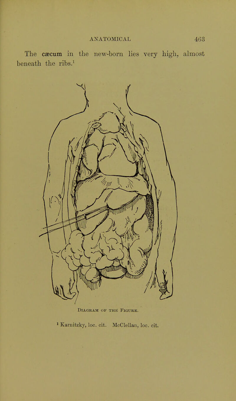 The caecum in the new-born lies very high, almost Diagram of the Figure. Karnitzky, loc. cit. McClellan, loc. cit.