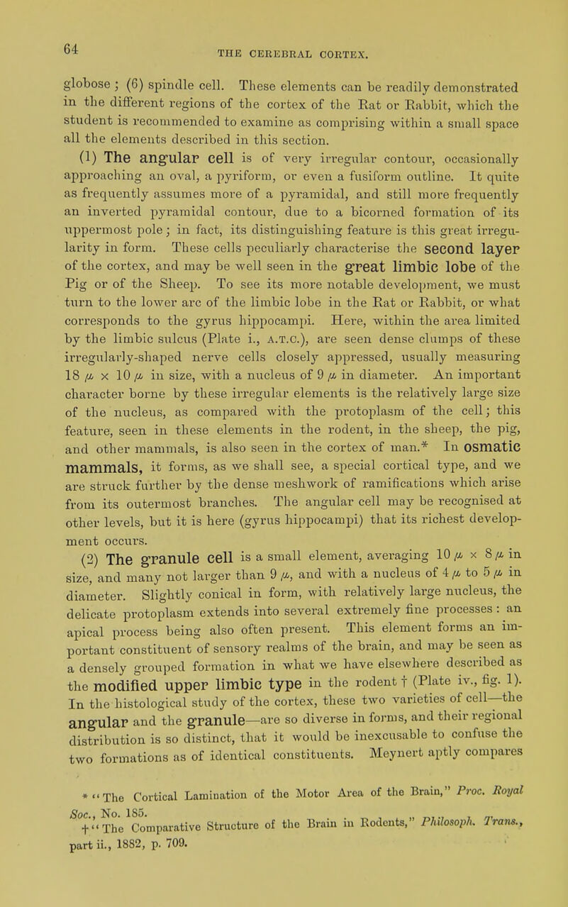 THE CEREBRAL CORTEX. globose ; (6) spindle cell. These elements can be readily demonstrated in the different regions of the cortex of the Rat or Rabbit, which the student is recommended to examine as comprising within a small space all the elements described in this section. (1) The angular cell is of very irregular contour, occasionally approaching an oval, a pyriform, or even a fusiform outline. It quite as frequently assumes more of a pyramidal, and still more frequently an inverted pyramidal contour, due to a bicorned formation of its uppermost pole; in fact, its distinguishing feature is this great irregu- larity in form. These cells peculiarly characterise the second layer of the cortex, and may be well seen in the great limbic lobe of the Pig or of the Sheep. To see its more notable development, we must turn to the lower arc of the limbic lobe in the Rat or Rabbit, or what corresponds to the gyrus hippocampi. Here, within the area limited by the limbic sulcus (Plate i., a.t.c.), ai’e seen dense clumps of these irregularly-shaped nerve cells closely appressed, usually measuring 18 /x x 10 /x in size, with a nucleus of 9 /x in diameter. An important character borne by these irregular elements is the relatively large size of the nucleus, as compared with the protoplasm of the cell; this feature, seen in these elements in the rodent, in the sheep, the pig, and other mammals, is also seen in the cortex of man.* In OSmatic mammals, it forms, as we shall see, a special cortical type, and we are struck further by the dense meshwork of ramifications which arise from its outermost branches. The angular cell may be recognised at other levels, but it is here (gyrus hippocampi) that its richest develop- ment occurs. (2) The granule cell is a small element, averaging 10/x x 8/xin size, and many not larger than 9 /x, and with a nucleus of 4 //, to 5 /x in diameter. Slightly conical in form, with relatively large nucleus, the delicate protoplasm extends into several extremely fine processes: an apical process being also often present. This element forms an im- portant constituent of sensory realms of the brain, and may be seen as a densely grouped formation in what we have elsewhere described as the modified upper limbic type in the rodent f (Plate IV., fig. 1). In the histological study of the cortex, these two varieties of cell—the angular and the granule—are so diverse in forms, and their regional distribution is so distinct, that it would be inexcusable to confuse the two formations as of identical constituents. Meynert aptly compares *“The Cortical Lamination of the Motor Area of the Brain,” Proc. Royal + ‘‘ The Comparative Structure of the Brain in Rodents,” PhUosopJu Irans., part ii., 18S2, p. 709.