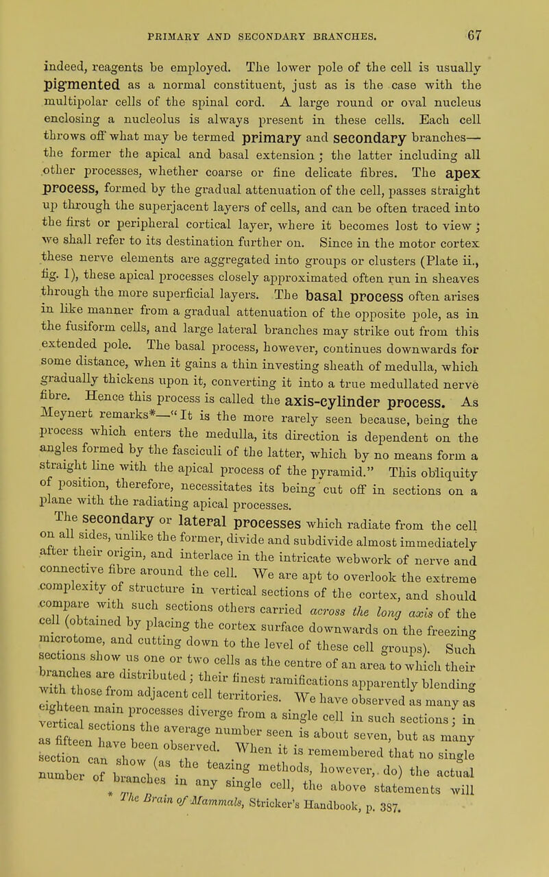 indeed, reagents be enrployed. The lower pole of the cell is usually pigmented as a normal constituent, just as is the case with the multipolar cells of the spinal cord. A large round or oval nucleus enclosing a nucleolus is always present in these cells. Each cell throws off- what may be termed primary and secondary branches— the former the apical and basal extension ; the latter including all other processes, whether coarse or fine delicate fibres. The apex process, formed by the gradual attenuation of the cell, passes straight up through the superjacent layers of cells, and can be often traced into the first or peripheral cortical layer, where it becomes lost to view\ we shall refer to its destination further on. Since in the motor cortex these nerve elements are aggregated into groups or clusters (Plate ii., 1)> these apical processes closely ajiproximated often run in sheaves through the more superficial layers. The basal process often arises in like manner from a gradual attenuation of the opposite pole, as in the fusiform cells, and large lateral branches may strike out from tins extended pole. The basal process, however, continues downwards for some distance, when it gains a thin investing sheath of medulla, which gradually thickens upon it, converting it into a true medullated nerve fibre. Hence this process is called the axis-cylinder process. As Meyneit lemaiks* “It is the more rarely seen because, being the process which enters the medulla, its direction is dependent on the angles formed by the fasciculi of the latter, which by no means form a straight hue with the apical process of the pyramid.” This obliquity of position, therefore, necessitates its being cut off in sections on a plane with the radiating apical processes. The secondary or lateral processes which radiate from the cell on all sides, unlike the former, divide and subdivide almost immediately a er their origin, and interlace in the intricate webwork of nerve and connective fibre around the cell. We are apt to overlook the extreme complexity of structure in vertical sections of the cortex, and should compare with such sections others carried across the long axis of the cell (obtained by placing the cortex surface downwards on the freezing microtome, and cutting down to the level of these cell groups). Such °“e ,0r jW? 06l!s  th« '“t™ of an area to which their with Umse f , .; ‘ fr fieSt “““cations apparently blending Xh Jen m J , territories. We have observed us many as cal sX ‘T8863 S<> fl'°m “ Sing*e Cel1 “ sch sections \ in as fi eL h b T61'1186 “UmbCr Sem is ab»t seven, but as many Je“n caJJ X °bSf¥ed- Whm “ “ “membered that no single XX of btnlhX 6 tCa2“g meth0dS- however, do) the actual * on Ca m ang *“«h Ceb’ oho™ statements will lC Brain of Mammals, Strieker’s Handbook, p. 3S7.