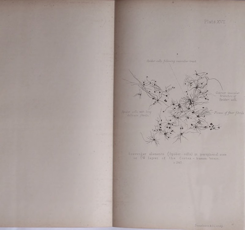 Scavenger elements (Spider - cells) an peripheral zone or 1 - layer of the Cortex - human train x 240 Coarser vascular branches of Spider- cell. 'Plexus ojfiner fibrils Spider .cells following vascular tract • cells with Irnj flic ate fibril*. Daruels ec r. & Co, sculp.