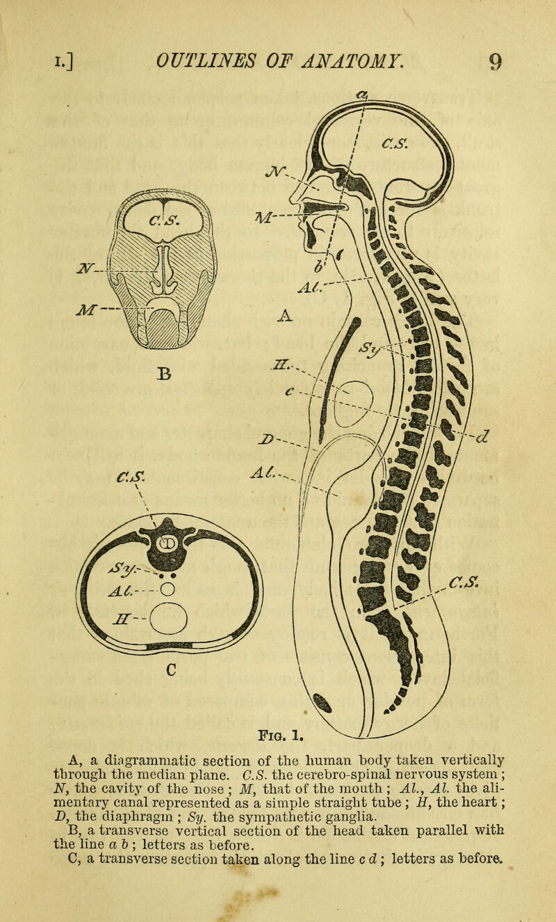 A, a diagrammatic section of the human body taken vertically through the median plane. C.S. the cerebro-spinal nervous system ; N, the cavity of the nose ; M, that of the mouth ; AL, Al. the ali- mentary canal represented as a simple straight tube ; H, the heart; D, the diaphragm ; Sy. the sympathetic ganglia. B, a transverse vertical section of the head taken parallel with the line a o ; letters as before. C, a transverse section taken along the line c d; letters as before.