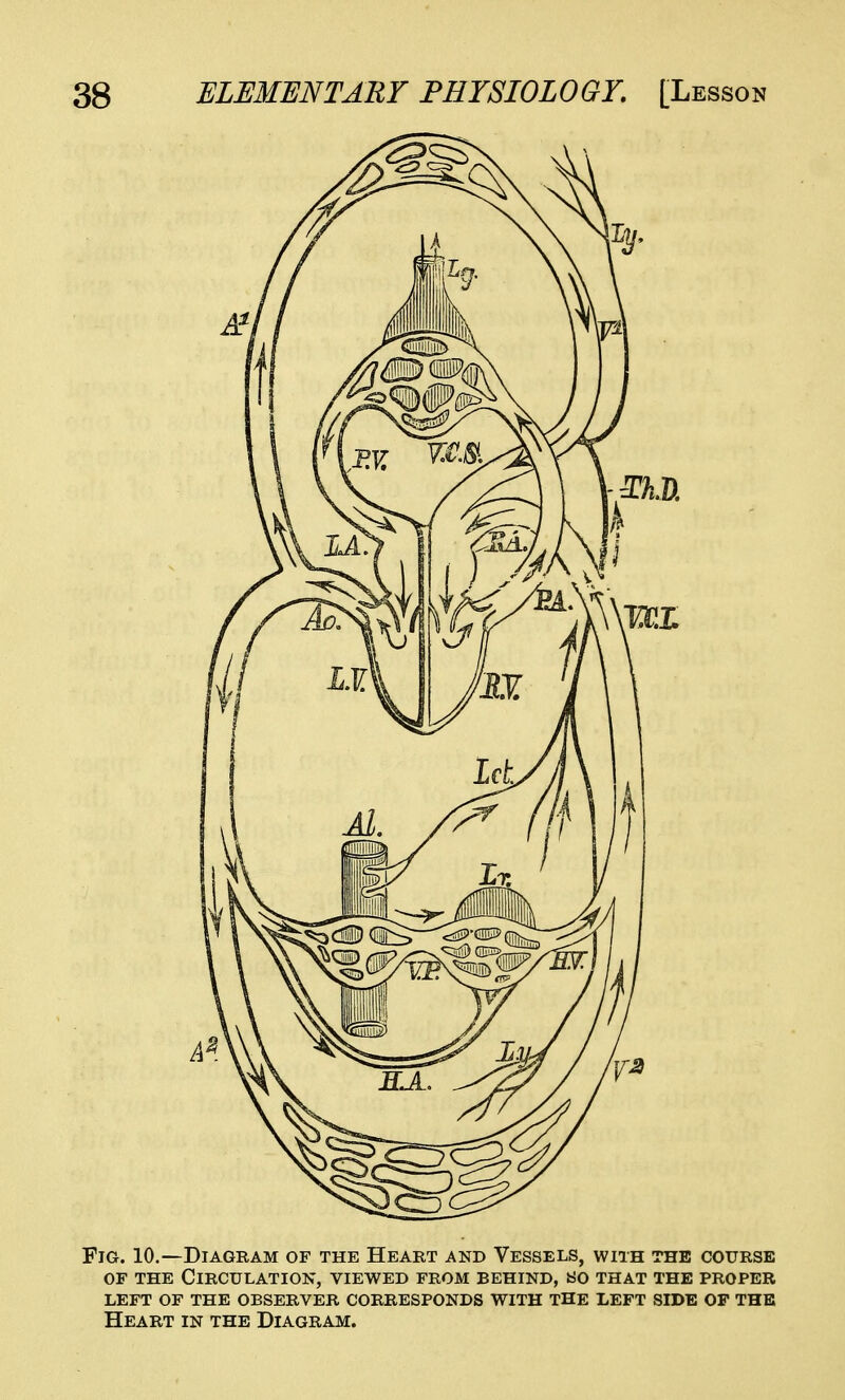 Fig. 10.—Diagram of the Heart and Vessels, with the course of the Circulation, viewed from behind, so that the proper left of the observer corresponds with the left side of the Heart in the Diagram.