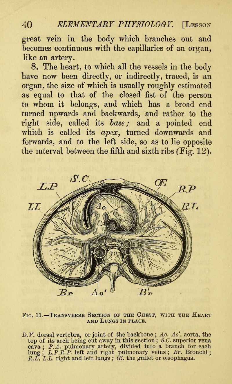 great vein in the body which branches out and becomes continuous with the capillaries of an organ, like an artery. 8. The heart, to which all the vessels in the body have now been directly, or indirectly, traced, is an organ, the size of which is usually roughly estimated as equal to that of the closed fist of the person to whom it belongs, and which has a broad end turned upwards and backwards, and rather to the right side, called its base; and a pointed end which is called its apex, turned downwards and forwards, and to the left side, so as to lie opposite the interval between the fifth and sixth ribs (Fig. 12). Fig. 11.—Transverse Section of the Chest, with the Heart and Lungs in place. D. V. dorsal vertebra, or joint of the backbone ; Ao. Ao'. aorta, the top of its arch being cut away in this section; S.C. superior vena cava ; P.A. pulmonary artery, divided into a branch for each lung; L.P.R.P. left and right pulmonary veins; Br. Bronchi; B.L. L.L. right and left lungs ; CE. the gullet or oesophagus.