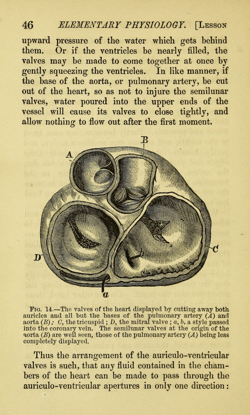 upward pressure of the water which gets behind them. Or if the ventricles be nearly filled, the valves may be made to come together at once by gently squeezing the ventricles. In like manner, if the base of the aorta, or pulmonary artery, be cut out of the heart, so as not to injure the semilunar valves, water poured into the upper ends of the vessel will cause its valves to close tightly, and allow nothing to flow out after the first moment. a Fig. 14.—The valves of the heart displayed by cutting away both auricles and all but the bases of the pulmonary artery (A) and aorta (B) ; C, the tricuspid ; D, the mitral valve ; a, b, a style passed into the coronary vein. The semilunar valves at the origin of the aorta (J5) are well seen, those of the pulmonary artery (A) being less completely displayed. Thus the arrangement of the auriculo-ventricular valves is such, that any fluid contained in the cham- bers of the heart can be made to pass through the auriculo-ventricular apertures in only one direction: