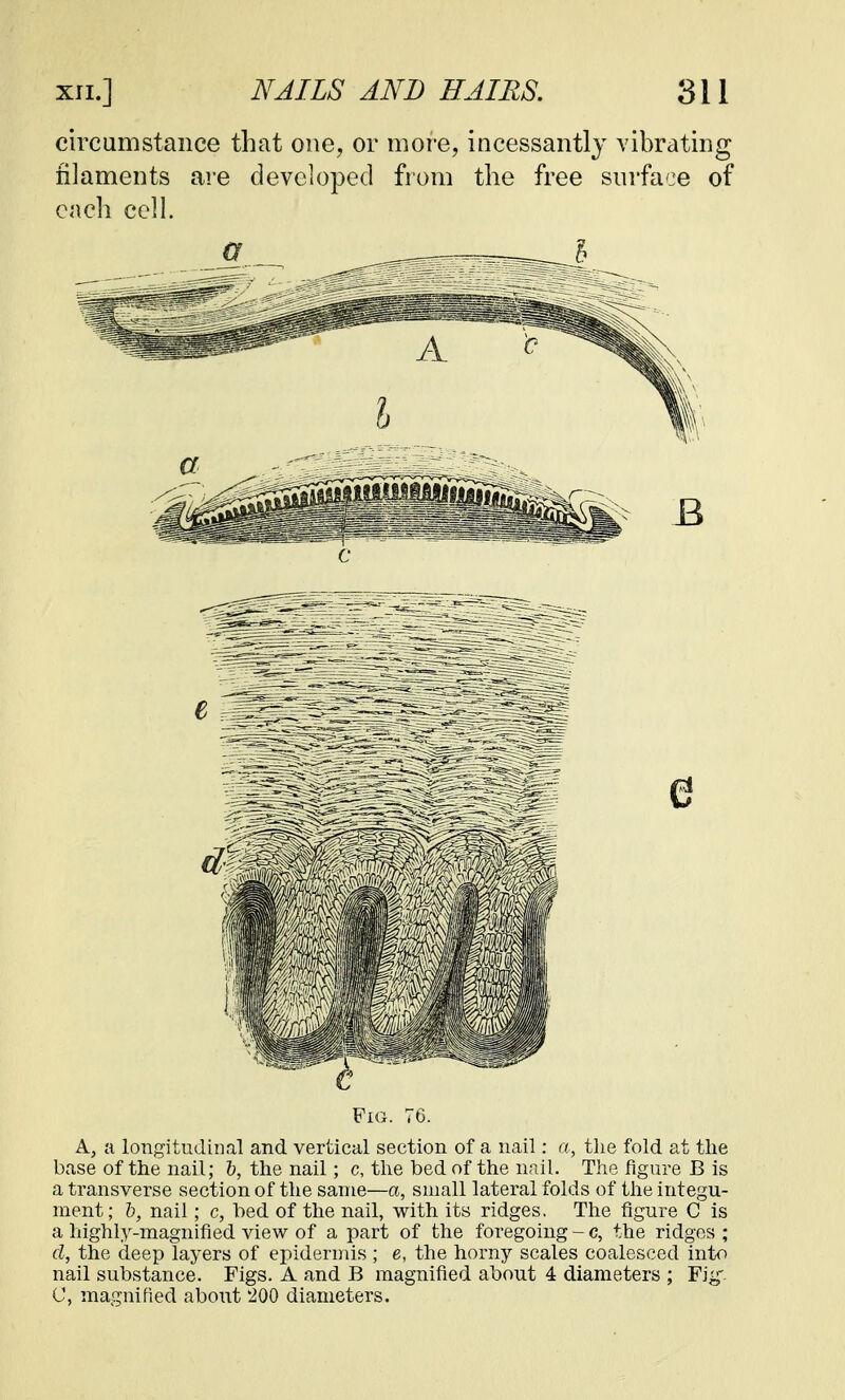 circumstance that one, or more, incessantly vibrating filaments are developed from the free surface of each cell. Fig. 76. A, a longitudinal and vertical section of a nail: a, the fold at the base of the nail; b, the nail; c, the bed of the nail. The figure B is a transverse section of the same—a, small lateral folds of the integu- ment; b, nail; c, bed of the nail, with its ridges. The figure C is a highly-magnified view of a part of the foregoing - c, the ridges ; d, the deep layers of epidermis ; e, the horny scales coalesced into nail substance. Figs. A and B magnified about 4 diameters ; Fig-. C, magnified about 200 diameters.