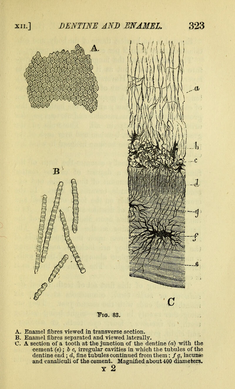 A. Enamel fibres viewed in transverse section. B. Enamel fibres separated and viewed laterally. 0. A section of a tooth at the junction of the dentine (a) with the cement (e); 6 c, irregular cavities in which the tubules of the dentine end; d, fine tubules continued from them: / g, lacume and canaliculi of the cement. Magnified about 400 diameters.