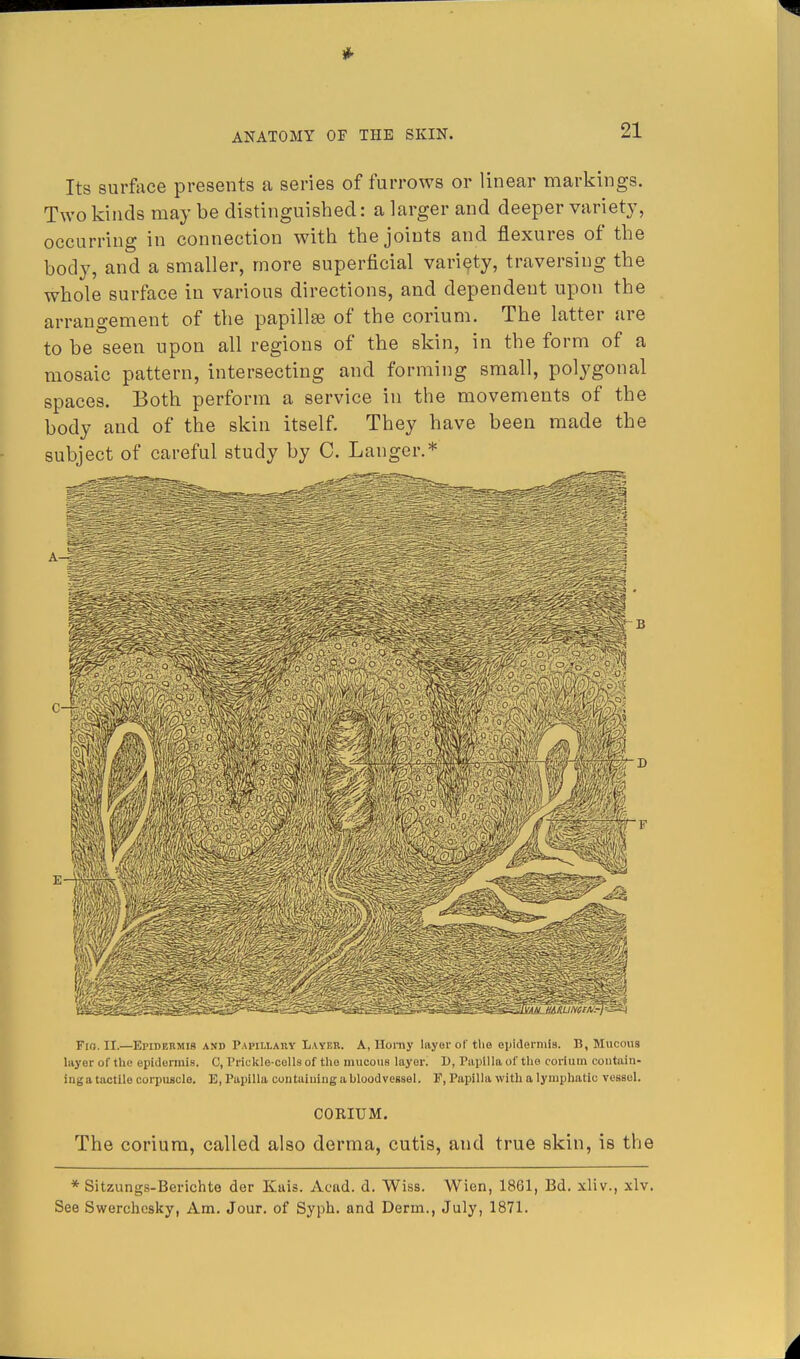 Its surface presents a series of furrows or linear markings. Two kinds may be distinguished: a larger and deeper variety, occurring in connection with the joints and flexures of the body, and a smaller, more superficial variety, traversing the whole surface in various directions, and dependent upon the arrangement of the papilla; of the corium. The latter are to be seen upon all regions of the skin, in the form of a mosaic pattern, intersecting and forming small, polygonal spaces. Both perform a service in the movements of the body and of the skin itself. They have been made the subject of careful study by C. Langer.* Fm. II.—Epidermis and Papillary Layer. A, Homy layer of tho epidermis. B, Mucous layer of the epidermis. C, Prickle-colls of the mucous layer. D, Papilla of the corium contain- ing a tactile corpuscle E, Papilla containing a bloodvessel. F, Papilla with a lymphatic vessel. CORIUM. The corium, called also derma, cutis, and true skin, is the * Sitzungs-Berichte der Kais. Acnd. d. Wiss. Wien, 1861, Bd. xliv., xlv. See Swerchcsky, Am. Jour, of Syph. and Derm., July, 1871.