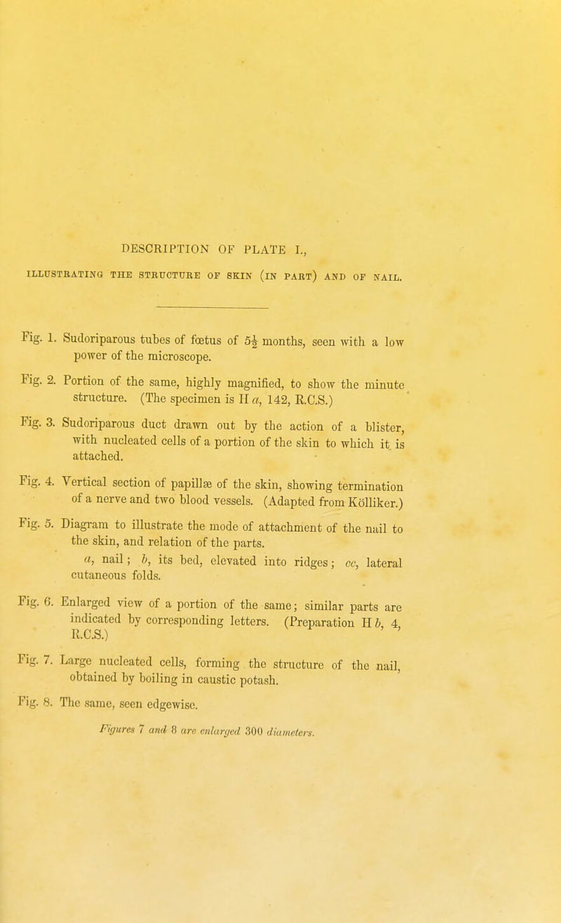 ILLUSTRATING THE STRUCTURE OF SKIN (iN PART) AND OF NAIL. Fig. 1. Sudoriparous tubes of foetus of 5^ months, seen with a low power of the microscope. Fig. 2. Portion of the same, highly magnified, to show the minute structure. (The specimen is II a, 142, R.C.S.) Fig. 3. Sudoriparous duct drawn out by the action of a blister, with nucleated cells of a portion of the skin to which it is attached. Fig. 4. Vertical section of papillae of the skin, showing termination of a nerve and two blood vessels. (Adapted from Kolliker.) Fig. 5. Diagram to illustrate the mode of attachment of the nail to the skin, and relation of the parts. a, nail; b, its bed, elevated into ridges; cc, lateral cutaneous folds. Fig. 6. Enlarged view of a portion of the same; similar parts are indicated by corresponding letters. (Preparation H b 4 R.C.S.) Fig. 7. Large nucleated cells, forming the structure of the nail, obtained by boiling in caustic potash. Fig. 8. The same, seen edgewise.