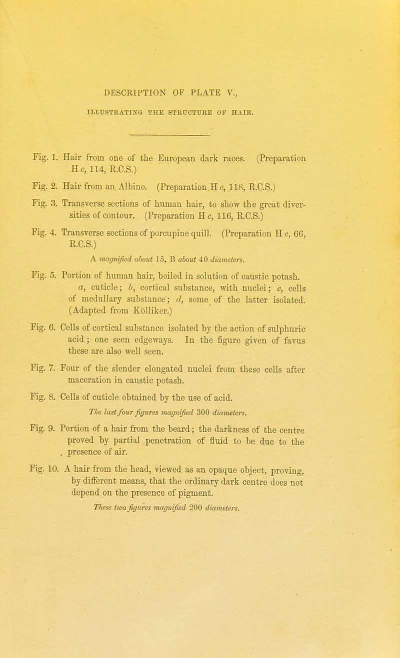 ILLUSTRATING TLTE STRUCTURE OP HAIR. Fig. 1. Hair from one of the European dark races. (Preparation He, 114, R.C.S.) Fig. 2. Hair from an Albino. (Preparation.He, 118, R.C.S.) Fig. 3. Transverse sections of human hair, to show the great diver- sities of contour. (Preparation He, 116, R.C.S.) Fig. 4. Transverse sections of porcupine quill. (Preparation H o, 66, R.C.S.) A magnified about 15, B about 40 diameters. Fig. 5. Portion of human hair, boiled in solution of caustic potash. a, cuticle; b, cortical substance, with nuclei; c, cells of medullary substance; d, some of the latter isolated. (Adapted from Kolliker.) Fig. 6. Cells of cortical substance isolated by the action of sulphuric acid; one seen edgeways. In the figure given of favus these are also well seen. Fig. 7. Four of the slender elongated nuclei from these cells after maceration in caustic potash. Fig. 8. Cells of cuticle obtained by the use of acid. The last four figures magnified 300 diameters. Fig. 9. Portion of a hair from the beard; the darkness of the centre proved by partial penetration of fluid to be due to the , presence of air. Fig. 10. A hair from the head, viewed as an opaque object, proving, by different means, that the ordinary dark centre does not depend on the presence of pigment. These two figures magnified 200 diameters.