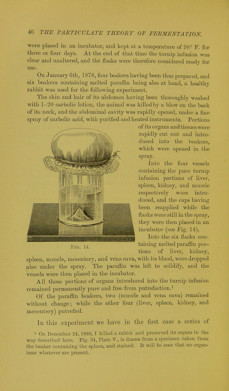 were placed in an incubator, and kept at a temperature of 98° F. for three or four days. At the end of that time the turnip infusion was clear and imaltered, and the flasks were therefore considered ready for use. On January 6th, 1878, four beakers having been thu.s prepared, and six beakers containing melted paraffin being also at hand, a healthy rabbit was used for the following experiment. The skin and hair of its abdomen having been thoroughly washed with 1-20 carbolic lotion, the animal was killed by a blow on the back of its neck, and the abdominal cavity was rapidly opened, under a fine spray of carbolic acid, with pui'ified and heated instruments. Portions of its organs and tissues were rapidly cut out and intro- duced into the beakers, which were opened in the spray. Into the four vessels containing the pui'e tui-nip infusion portions of Hver, spleen, kidney, and muscle respectively were intro- duced, and the caps having been reapplied while the flasks were still in the spray, they were then placed in an incubator (see Fig. 14). Into the six flasks con- taining melted paraffin por- tions of liver, kidney, spleen, muscle, mesentery, and vena cava, with its blood, were dropped also under the spray. The paraffin was left to solidify, and the vessels were then placed in the incubator. All those portions of organs introduced into the turnip infusion remained permanently pure and free from putrefaction.^ Of the paraffin beakers, two (muscle and vena cava) remained without change; wliile the other four (liver, spleen, kidney, and mesentery) putrefied. In this experiment we have in the first ease a series of way described here. Fig. 34, Plate V., is drawn from a specimen taken from the beaker containing the spleen, and stained. It will bo seen that no organ- isms whatever are present. Fig. 14.