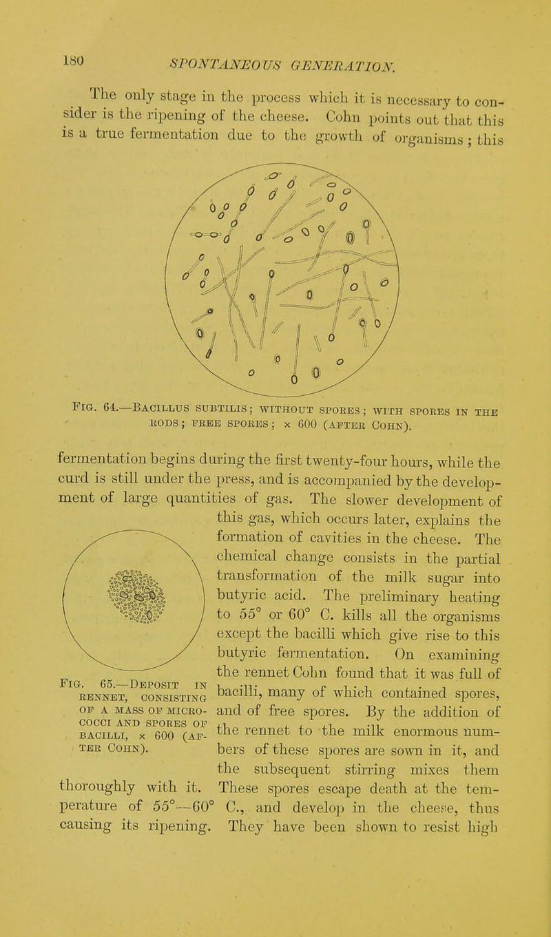 The only stage iu the process which it is necessary to con- sider is the ripening of the cheese. Cohn points out that this is a true fermentation due to the growth of organisms ; this Fig. 64.—Bacillus sdbtilis ; without spores ; with spoees in the kodsj free spores; x 600 (after cohn). fermentation begins during the first twenty-four hom-s, while the curd is still under the press, and is accompanied by the develop- ment of large quantities of gas. The slower development of this gas, which occurs later, explains the formation of cavities in the cheese. The chemical change consists in the partial transformation of the milk sugar into butyric acid. The preliminary heating to 55 or 60° C. kills all the organisms except the bacilli which give rise to this butyric fermentation. On examining the rennet Cohn found that it was full of RENNET, CONSISTING bacilH, many of which contained spores, OF A MASS OF MICRO- aud of free spores. By the addition of the rennet to the milk enormous num- bers of these spores ai-e sown in it, and the subsequent stirring mixes them thoroughly with it. These spores escape death at the tem- perature of 55°—60° C, and develop in the cheefse, thus causing its ripening. They have been shown to resist high Fig. 65.—Deposit cocci AND spores OF BACILLI, X 600 (AF- TER COHN).