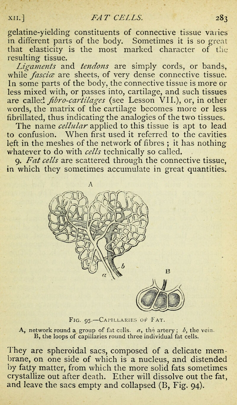 gelatine-yielding constituents of connective tissue varies in different parts of the body. Sometimes it is so great that elasticity is the most marked character of the resulting tissue. Ligaments and tejtdons are simply cords, or bands, while fascicB are sheets, of very dense connective tissue. In some parts of the body, the connective tissue is more or less mixed with, or passes into, cartilage, and such tissues are called Jibro-cartilages (see Lesson VII.), or, in other words, the matrix of the cartilage becomes more or less fibrillated, thus indicating the analogies of the two tissues. The name cellular applied to this tissue is apt to lead to confusion. When first used it referred to the cavities left in the meshes of the network of fibres ; it has nothing whatever to do with cells technically so called. 9. Fat cells are scattered through the connective tissue, in which they sometimes accumulate in great quantities. A Fig. 95.—Cai'Illakies of Fat. A, network round a group of fat cells. the artery ; h, the vein. B, the loops of capillaries round three individual fat cells. They are spheroidal sacs, composed of a delicate mem- brane, on one side of which is a nucleus, and distended by fatjty matter, from which the more solid fats sometimes crystaUize out after death. Ether will dissolve out the fat, and leave the sacs empty and collapsed (B, Fig. 94).