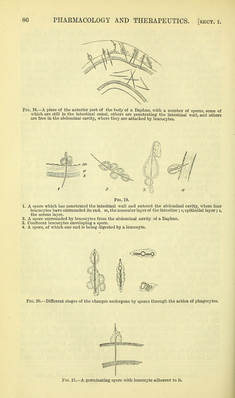 Pig. 19. 1. A spore which has penetrated the intestinal wall and entered the abdominal cavity, where four leucocytes have surrounded its end. ni, the muscular layer of the intestine ; e, epithelial layer ; s, the serous layer. 2. A spore surrounded by leucocytes from the abdominal cavity of a Daphne. 3. Confluent leucocytes enveloping a spore. 4. A spore, of which one end is being digested by a leucocyte. m Pig. 20.—Different stages of the changes undergone by spores through the action of phagocytes. Pig. 21.—A germinating spore with leucocyte adherent to it.