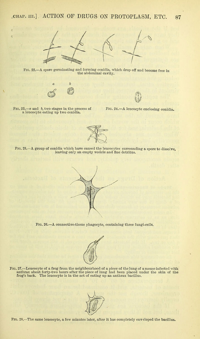Fig. 22.—a spore germinating and lorming conidia, wliich drop off and become free i: the abdominal cavity. a h \ Tig. 23.—and h, two stages in the process of Pig. 24.—A leucocyte enclosing conidia. a leucocyte eating up two conidia. Pig. 25.—A group of conidia which have caused the leucocytes surrounding a spore to dissolve, leaving only an empty vesicle and fine detritus. Pig. 26.—A connective-tissue phagocyte, containing three fungi-cells. Pig. 27.—Leucocyte of a frog from the neighbourhood of a piece of the lung of a mouse infected with anthrax about forty-two hours after the piece of lung had been placed under the skin of the frog's back. The leucocyte is in the act of eating up an anthrax bacillus. Pig. 28.—The same leucocyte, a few minutes later, after it has completely enveloped the bacillus.