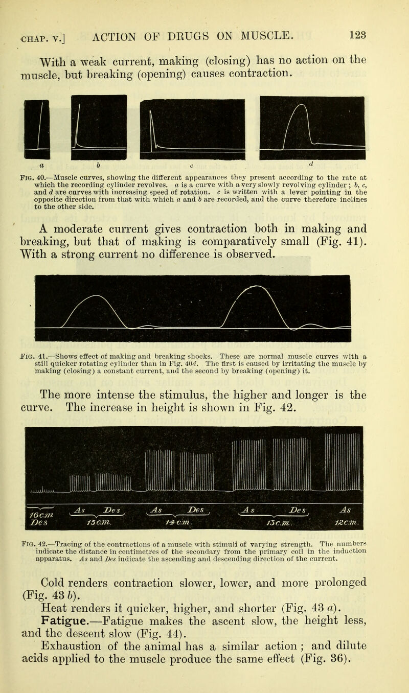 With a weak current, making (closing) has no action on the muscle, hut breaking (opening) causes contraction. Pig. 40.—Muscle curves, showing the different appearances they present according to the rate at which the recording cylinder revolves, a is a curve with a very slowly revolving cylinder ; h, c, and d are curves with increasing speed of rotation, c is written with a lever pointing in the opposite direction from that with which a and & are recorded, and the curve therefore inclines to the other side. A moderate current gives contraction both in making and breaking, but that of making is comparatively small (Fig. 41). With a strong current no difference is observed. Fig. 41.—Shows effect of making and breaking shocks. These are normal muscle curves with a still quicker rotating cylinder than in Pig. 40'7. The first is caused by irritating the muscle by making (closing) a constant current, and the second by breaking (opening) it. The more intense the stimulus, the higher and longer is the curve. The increase in height is shown in Fig. 42. lUllliUMilil Pig. 42.—Tracing of the contractions of a muscle with stimuli of varying strength. The numbers indicate the distance in centimetres of the secondary from the primary coil in the induction apparatus. As and Des indicate the ascending and descending direction of the current. Cold renders contraction slower, lower, and more prolonged (Fig. 43&). Heat renders it quicker, higher, and shorter (Fig. 43 a). Fatigue.—Fatigue makes the ascent slow, the height less, and the descent slow (Fig. 44). Exhaustion of the animal has a similar action ; and dilute acids applied to the muscle produce the same effect (Fig. 36).