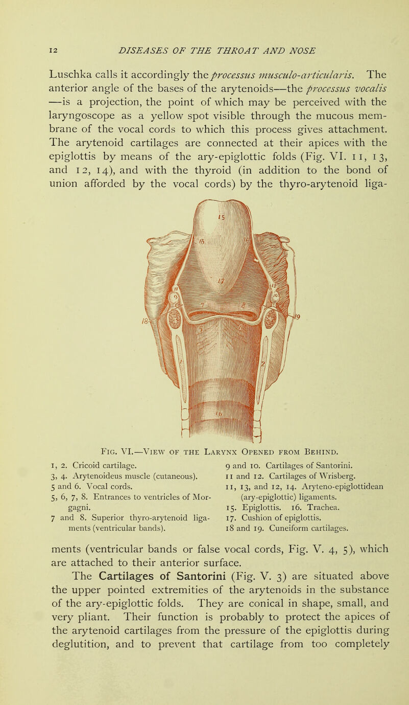 Luschka calls it accordingly processus musculo-ai'ticularis. The anterior angle of the bases of the arytenoids—the pjvcessus vocalis —is a projection, the point of which may be perceived with the laryngoscope as a yellow spot visible through the mucous mem- brane of the vocal cords to which this process gives attachment. The arytenoid cartilages are connected at their apices with the epiglottis by means of the ary-epiglottic folds (Fig. VI. ii, 13, and 12, 14), and with the thyroid (in addition to the bond of union afforded by the vocal cords) by the thyro-arytenoid liga- FiG. VI.—View of the Larynx Opened from Behind, I, 2. Cricoid cartilage. 3, 4. Arytenoideus muscle (cutaneous). 5 and 6. Vocal cords. 5, 6, 7, 8. Entrances to ventricles of Mor^ gagni. 7 and 8. Superior thyro-arytenoid liga- ments (ventricular bands). 9 and 10. Cartilages of Santorini. II and 12. Cartilages of Wrisberg. II, 13, and 12, 14. Aryteno-epiglottidean (ary-epiglottic) ligaments. 15. Epiglottis. 16. Trachea. 17. Cushion of epiglottis. 18 and 19. Cuneiform cartilages. ments (ventricular bands or false vocal cords, Fig. V. 4, 5), which are attached to their anterior surface. The Cartilages of Santorini (Fig. V. 3) are situated above the upper pointed extremities of the arytenoids in the substance of the ary-epiglottic folds. They are conical in shape, small, and very pliant. Their function is probably to protect the apices of the arytenoid cartilages from the pressure of the epiglottis during deglutition, and to prevent that cartilage from too completely