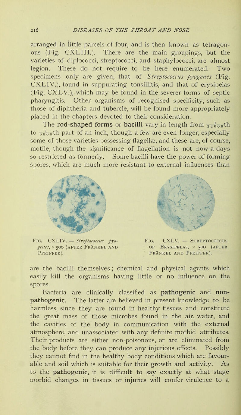 arranged in little parcels of four, and is then known as tetragon- ous (Fig. CXLIIL). There are the main groupings, but the varieties of diplococci, streptococci, and staphylococci, are almost legion. These do not require to be here enumerated. Two specimens only are given, that of Streptococcus pyogenes (Fig. CXLIV.), found in suppurating tonsillitis, and that of erysipelas (Fig. CXLV.), which may be found in the severer forms of septic pharyngitis. Other organisms of recognised specificity, such as those of diphtheria and tubercle, will be found more appropriately placed in the chapters devoted to their consideration. The rod-shaped forms or bacilli vary in length from 12 o oo th to eoiyTrth part of an inch, though a few are even longer, especially some of those varieties possessing flagellae, and these are, of course, motile, though the significance of flagellation is not now-a-days so restricted as formerly. Some bacilli have the power of forming spores, which are much more resistant to external influences than Fig. CXLIV. — Streptococcus pyo- Fig. CXLV. — Streptococcus genes, x 500 (after Frankel and of Erysipelas, x 500 (after Pfeiffer), Frankel and Pfeiffer). are the bacilli themselves; chemical and physical agents which easily kill the organisms having little or no influence on the spores. Bacteria are clinically classified as pathog'enic and non- pathogenic. The latter are believed in present knowledge to be harmless, since they are found in healthy tissues and constitute the great mass of those microbes found in the air, water, and the cavities of the body in communication with the external atmosphere, and unassociated with any definite morbid attributes. Their products are either non-poisonous, or are eliminated from the body before they can produce any injurious effects. Possibly they cannot find in the healthy body conditions which are favour- able and soil which is suitable for their growth and activity. As to the pathogenic, it is difficult to say exactly at what stage m.orbid changes in tissues or injuries will confer virulence to a