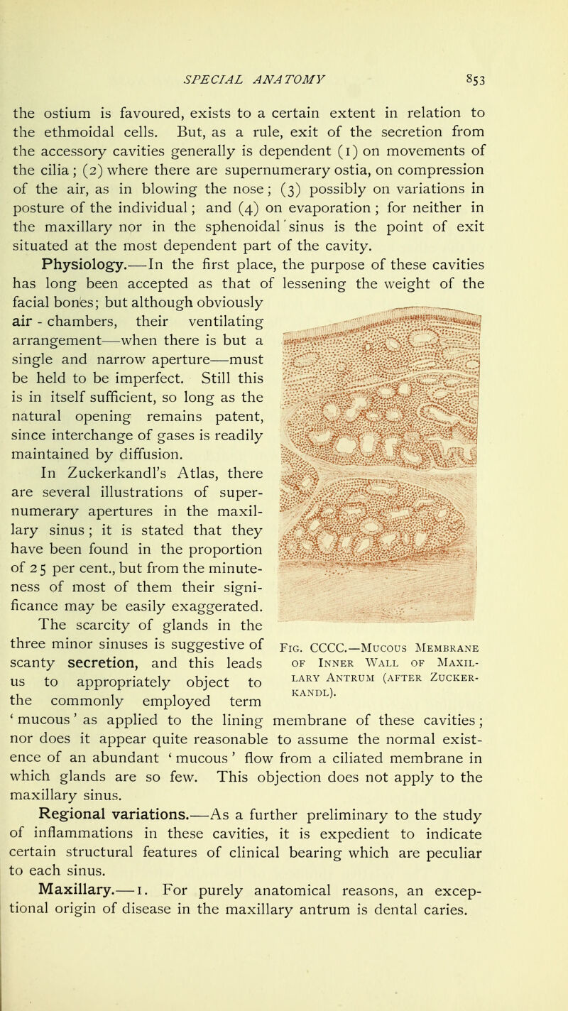 the ostium is favoured, exists to a certain extent in relation to the ethmoidal cells. But, as a rule, exit of the secretion from the accessory cavities generally is dependent (i) on movements of the cilia ; (2) where there are supernumerary ostia, on compression of the air, as in blowing the nose; (3) possibly on variations in posture of the individual; and (4) on evaporation ; for neither in the maxillary nor in the sphenoidal' sinus is the point of exit situated at the most dependent part of the cavity. Physiology.—In the first place, the purpose of these cavities has long been accepted as that of lessening the weight of the facial bones; but although obviously _ air-chambers, their ventilating arrangement—when there is but a i single and narrow aperture—must ^ be held to be imperfect. Still this i is in itself sufficient, so long as the i natural opening remains patent, since interchange of gases is readily ; maintained by diffusion. In Zuckerkandl's Atlas, there are several illustrations of super- numerary apertures in the maxil- lary sinus; it is stated that they have been found in the proportion of 25 per cent., but from the minute- ness of most of them their signi- ficance may be easily exaggerated. The scarcity of glands in the three minor sinuses is suggestive of scanty secretion, and this leads us to appropriately object to the commonly employed term ' mucous' as applied to the lining nor does it appear quite reasonable to assume the normal exist- ence of an abundant ' mucous ' flow from a ciliated membrane in which glands are so few. This objection does not apply to the maxillary sinus. Regional variations.—As a further preliminary to the study of inflammations in these cavities, it is expedient to indicate certain structural features of clinical bearing which are peculiar to each sinus. Maxillary.— i. For purely anatomical reasons, an excep- tional origin of disease in the maxillary antrum is dental caries. Fig. CCCC.—Mucous Membrane OF Inner Wall of Maxil- lary Antrum (after Zucker- kandl). membrane of these cavities;