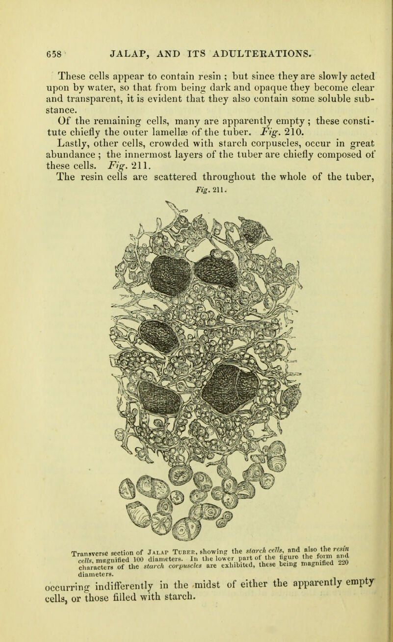 These cells appear to contain resin ; but since they are slowly acted upon by water, so that from being dark and opaque they become clear and transparent, it is evident that they also contain some soluble sub- stance. Of the remaining cells, many are apparently empty ; these consti- tute chiefly the outer lamella? of the tuber. Fig. 210. Lastly, other cells, crowded with starch corpuscles, occur in great abundance ; the innermost layers of the tuber are chiefly composed of these cells. Fig. 211. The resin cells are scattered throughout the whole of the tuber, Fig. 211. Transverse section of Jalap T.beh, showing the ^' f^ ^^.^.^'^ cclh magnified 100 diameters. In Die lower part of the tigure the foim and charaTters of the starch ca,-puscles are exhibited, these being magnified 220 diameters. occurring indifferently in the midst of either the apparently emptjr cells, or those filled with starch.