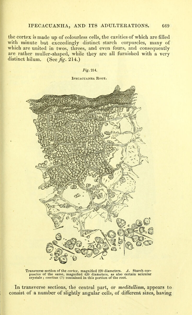 the cortex is made up of colourless cells, the cavities of which are filled with minute but exceedin_^ly distinct starch corpuscles, many of which are united in twos, threes, and even fours, and consequently are rather muller-shaped, while they are all furnished with a very distinct hilum. (See fg. 214.) Fig. 214. Ipkcacuanha Root. Transverse section of the cortex, magnified 220 diameters. A. Starch cor- puscles of the same, magnified 420 diameters, as also certain acicular crystals ; emetina (?) contained in this portion of the root. In transverse sections, the central part, or meditullium^ appears to consist of a number of slightly angular cells, of different sizes, having
