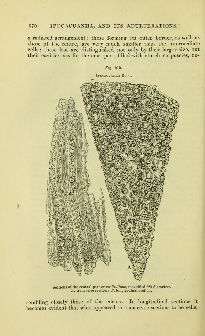 a radiated arrangement; those forming its outer border, as well as those of the centre, are very much smaller than the intermediate cells ; these last are distinguished not only by their larger size, but their cavities are, for the most part, filled with starch corpuscles, re- Fig. 215. Ipecacuanha Root. Sections of the central part or medituUium, magnified 220 diameters. A, transverse section ; B, longitudinal section. sembling closely those of the cortex. In longitudinal sections it becomes evident that what appeared in transverse sections to be cells,