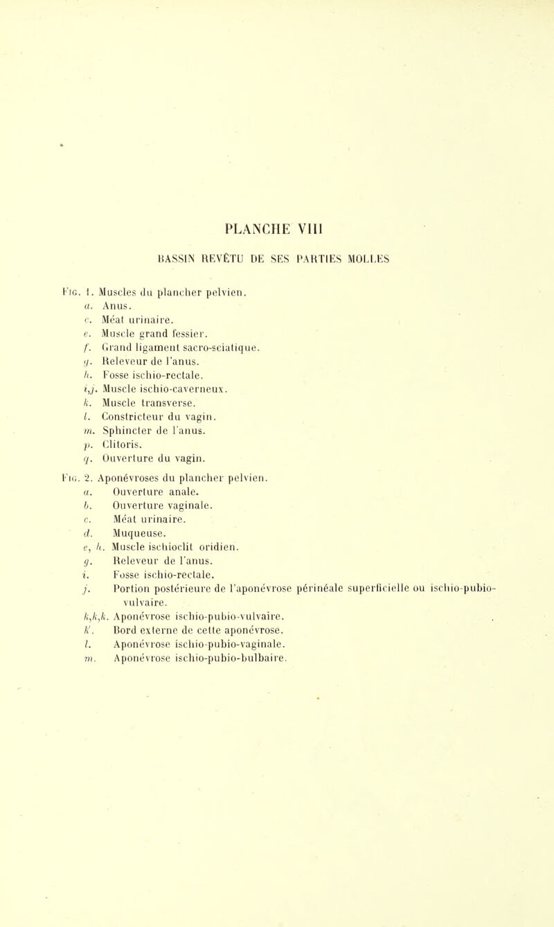 BASSIN REVÊTU DE SES PARTIES MOLLES FiG. 1. Muscles lin plancher pelvien. a. Anus. c. Méat iirinaire. e. Muscle grand fessier. /'. Grand ligament sacro-sciatiqne. (/. Releveur de l'anus. /(. Fosse ischio-rectale. Muscle ischio-caverneux. k. Muscle transverse. 1. Constricteur du vagin. m. Sphincter de l'anus. p. Clitoris. (j. Ouverture du vagin. V\i;. 2. Aponévroses du plancher pelvien. ((. Ouverture anale. b. Ouverture vaginale. c. Méat urinaire. d. Muqueuse. e. h. Muscle ischioclit oridien. g. Releveur de l'anus. i. Fosse ischio-rectale. Portion postérieure de l'aponévrose périnéale superiicielle ou ischio-pubio- vulvaire. k,k,k. Aponévrose ischio-pubio-vulvaire. k. Bord externe de cette aponévrose. Aponévrose ischio-pubio-vaginale. m. Aponévrose ischio-pubio-bulbaire.