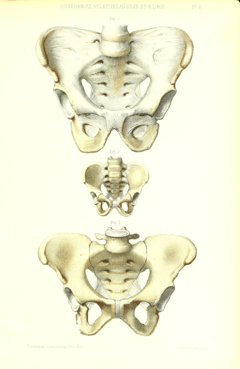 DIFFERENCES RELATlVEr.AU SEXE ET A L'AGE PI 1!