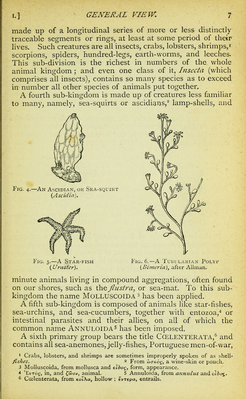 made up of a longitudinal series of more or less distinctly traceable segments or rings, at least at some period of their lives. Such creatures are all insects, crabs, lobsters, shrimps,1 scorpions, spiders, hundred-legs, earth-worms, and leeches. This sub-division is the richest In numbers of the whole animal kingdom ; and even one class of it, Insecta (which comprises all insects), contains so many species as to exceed in number all other species of animals put together. A fourth sub-kingdom is made up of creatures less familiar to many, namely, sea-squirts or ascidians,2 lamp-shells, and {Uraster). {Bimeria), after All man. minute animals living in compound aggregations, often found on our shores, such as the flustra, or sea-mat. To this sub- kingdom the name Molluscoida 3 has been applied. A fifth sub-kingdom is composed of animals like star-fishes, sea-urchins, and sea-cucumbers, together with entozoa,4 or intestinal parasites and their allies, on all of which the common name Annuloidas has been imposed. A sixth primary group bears the title Cgelenterata,6 and contains all sea-anemones, jelly-fishes, Portuguese men-of-war, 1 Crabs, lobsters, and shrimps are sometimes improperly spoken of as shell- fishes. 2 From aaaoc;, a wine-skin or pouch. 3 Molluscoida, from mollusca and eldog, form, appearance. 4 'EvTot;, in, and £cooi/, animal. 5 Annuloida, from annul us and e'ido%. 6 Ccelenterata, from koTAu, hollow ; eWcpa, entrails.