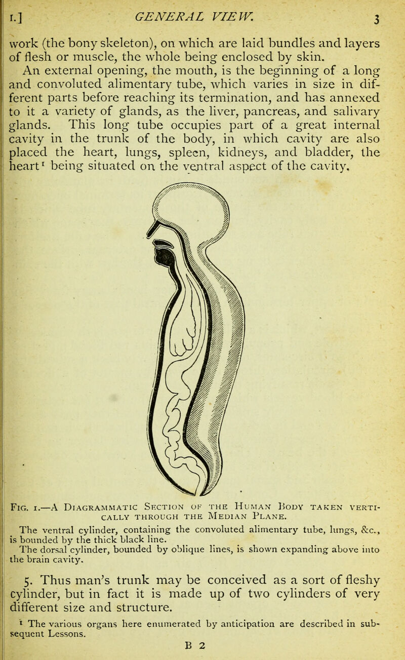 work (the bony skeleton), on which are laid bundles and layers of flesh or muscle, the whole being enclosed by skin. An external opening, the mouth, is the beginning of a long and convoluted alimentary tube, which varies in size in dif- ferent parts before reaching its termination, and has annexed to it a variety of glands, as the liver, pancreas, and salivary glands. This long tube occupies part of a great internal cavity in the trunk of the body, in which cavity are also placed the heart, lungs, spleen, kidneys, and bladder, the heart1 being situated on the ventral aspect of the cavity. Fig. i.—A Diagrammatic Section ok the Human Body taken verti- cally THROUGH THE MEDIAN PLANE. The ventral cylinder, containing the convoluted alimentary tube, lungs, &c, is bounded by the thick black line. The dorsal cylinder, bounded by oblique lines, is shown expanding above into the brain cavity. 5. Thus man's trunk may be conceived as a sort of fleshy cylinder, but in fact it is made up of two cylinders of very different size and structure. 1 The various organs here enumerated by anticipation are described in sub- sequent Lessons. B 2