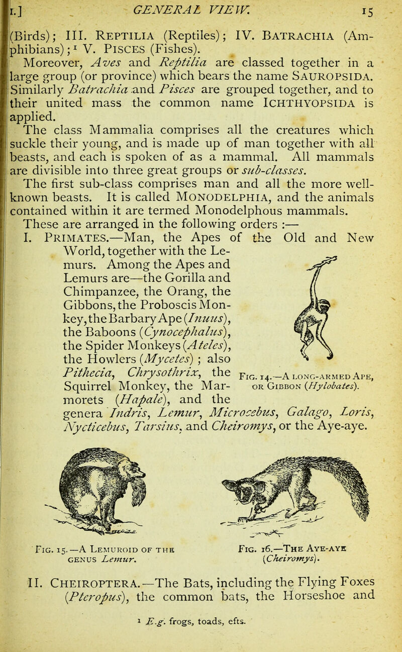 Birds); III. Reptilia (Reptiles); IV. Batrachia (Am- hibians);1 V. Pisces (Fishes). Moreover, A ves and Reptilia are classed together in a large group (or province) which bears the name Sauropsida. Similarly Batrachia .and Pisces are grouped together, and to their united mass the common name Ichthyopsida is applied. The class Mammalia comprises all the creatures which suckle their young, and is made up of man together with all beasts, and each is spoken of as a mammal. All mammals are divisible into three great groups or sub-classes. The first sub-class comprises man and all the more well- known beasts. It is called Monodelphia, and the animals contained within it are termed Monodelphous mammals. These are arranged in the following orders :— I. Primates.—Man, the Apes of the Old and New World, together with the Le- murs. Among the Apes and Lemurs are—the Gorilla and Chimpanzee, the Orang, the Gibbons, the Proboscis Mon- key, the Barbary Ape (Inuus), the Baboons {Cynocephalns), the Spider Monkeys (Ateles), the Howlers {Mycetes) ; also Pithecia, Chrysothrix, the Squirrel Monkey, the Mar- morets (Hapale), and the genera Indris, Lemtir, Microcebus, Galago, Lo?'is, Nycticebus, Tarsius. and Cheiromys, or the Aye-aye. Fig. 14.—A long-armed Ape, or Gibbon (Hylobates). Fig. 15.—A Lemuroid of thk genus Lemur. Fig. 16.—The Aye-aye (Cheiromys). II. Cheiroptera.—The Bats, including the Flying Foxes {Pteropus), the common bats, the Horseshoe and E.g. frogs, toads, efts.