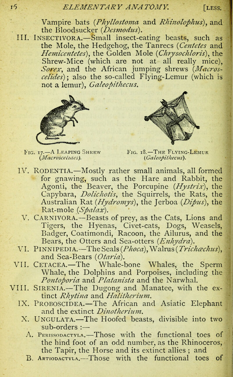 Vampire bats [Phyllostoma and Rhinolofihui), and the Bloodsucker {Desmodus). III. Insectivora.—Small insect-eating beasts, such as the Mole, the Hedgehog, the Tanrecs (Centetes and Hemicentetes), the Golden Mole {Chrysochloris), the Shrew-Mice (which are not at all really mice), Sorex, and the African jumping shrews (Macros- cetides); also the so-called Flying-Lemur (which is not a lemur), Galeopithecus. IV. RODENTIA.—Mostly rather small animals, all formed for gnawing, such as the Hare and Rabbit, the Agonti, the Beaver, the Porcupine {Hystrix), the Capybara, Dolichotis, the Squirrels, the Rats, the Australian Rat (Hydromys), the Jerboa (Diftus), the Pvat-mole (Spalax). V. Carnivora.—Beasts of prey, as the Cats, Lions and Tigers, the Hyenas, Civet-cats, Dogs, Weasels, Badger, Coatimondi, Racoon, the Ailurus, and the Bears, the Otters and Sea-otters (En/iydra). VI. Pinnipedia.—The Seals (Phoca)^2L\x\is(Trichcechus), and Sea-Bears (O tar id). VII. Cetacea.—The Whale-bone Whales, the Sperm Whale, the Dolphins and Porpoises, including the Pontoporia and Platanista and the Narwhal. VIII. Sirenia.—The Dugong and Manatee, with the ex- tinct Rhytina and Halitherinm. IX. Proboscidea.—The African and Asiatic Elephant and the extinct Dinotherinm. X. Ungulata.—The Hoofed beasts, divisible into two sub-orders :—■ A. Perissodactyla.—Those with the functional toes of the hind foot of an odd number, as the Rhinoceros, the Tapir, the Horse and its extinct allies ; and B. Artiodactyla.—Those with the functional toes of Fig. 17.—A Leaping Shrew (Macroscel ides ). Fig. 18.—The Flying-Lemur (Galeopithectis).